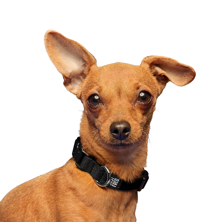 Dog Collar