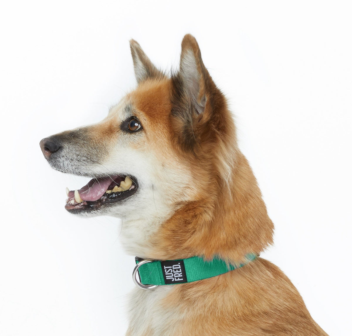 Dog Collar