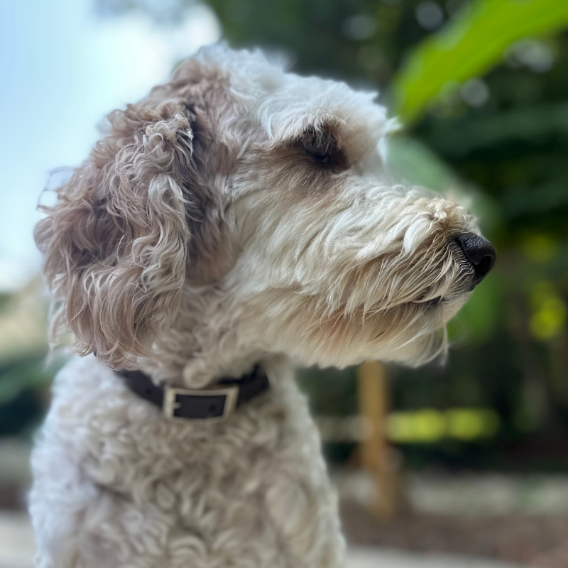 Coiled Charm Hand Braided Dog Collar in Olive, Light Tan, & Coyote Brown Diamonds