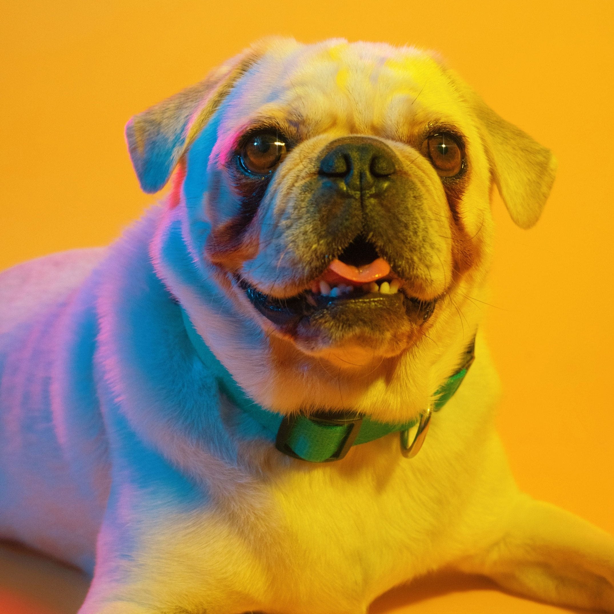 Dog Collar Kit