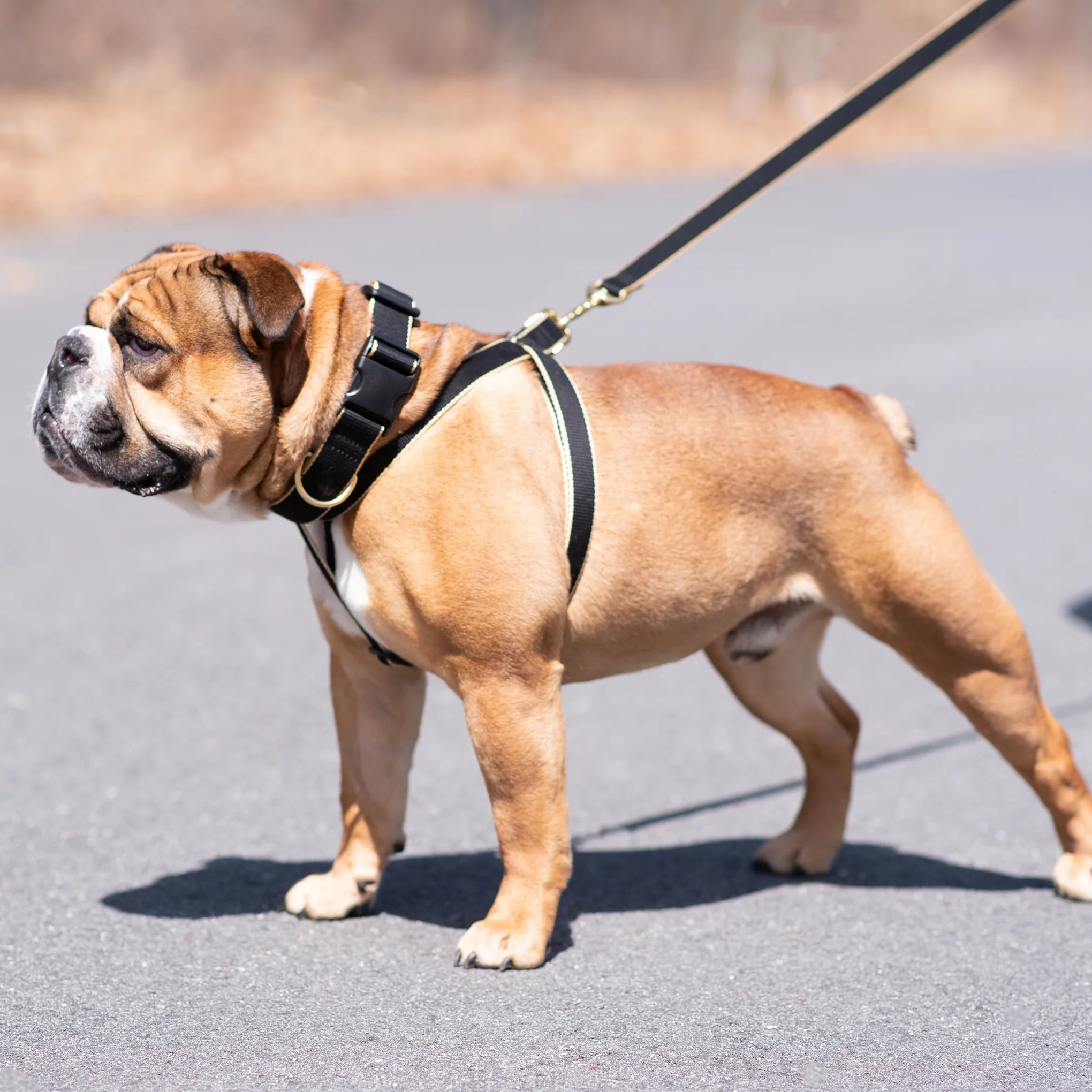 Color Market Dog Collar - Extra Wide 1.5"