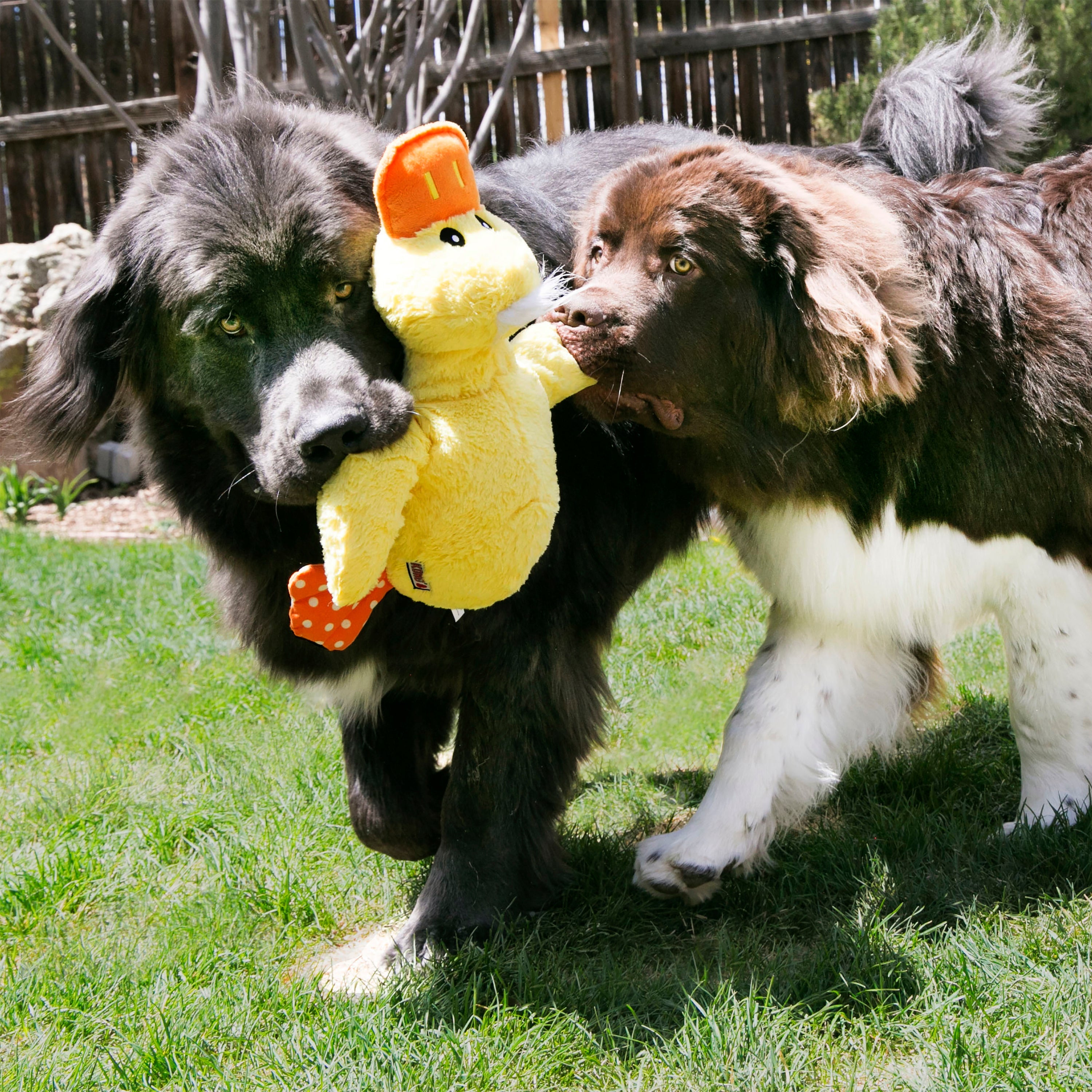 Kong Comfort Duck X-Large - HT Animal Supply