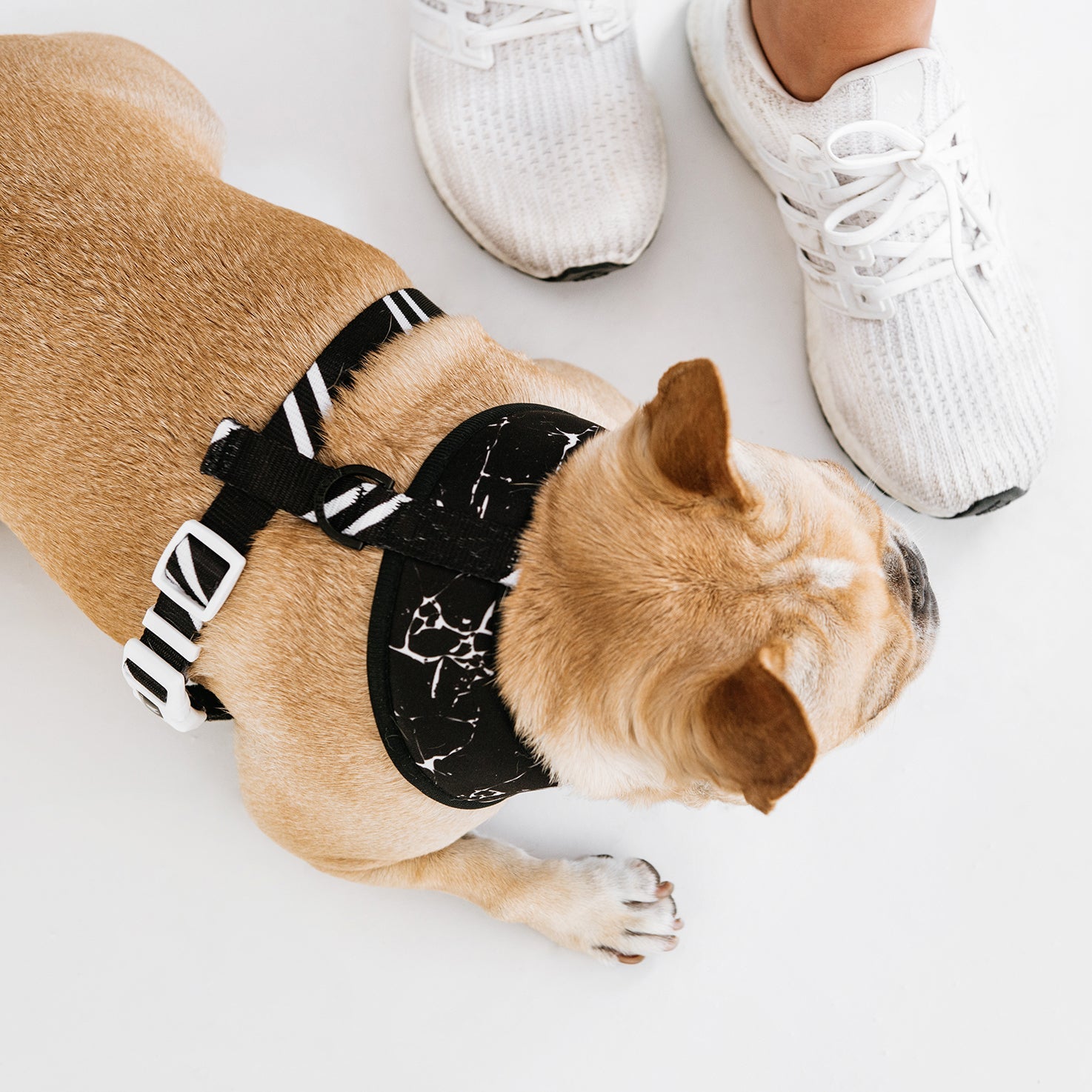 Frenchie Duo Reversible Harness - Black Marble - HT Animal Supply