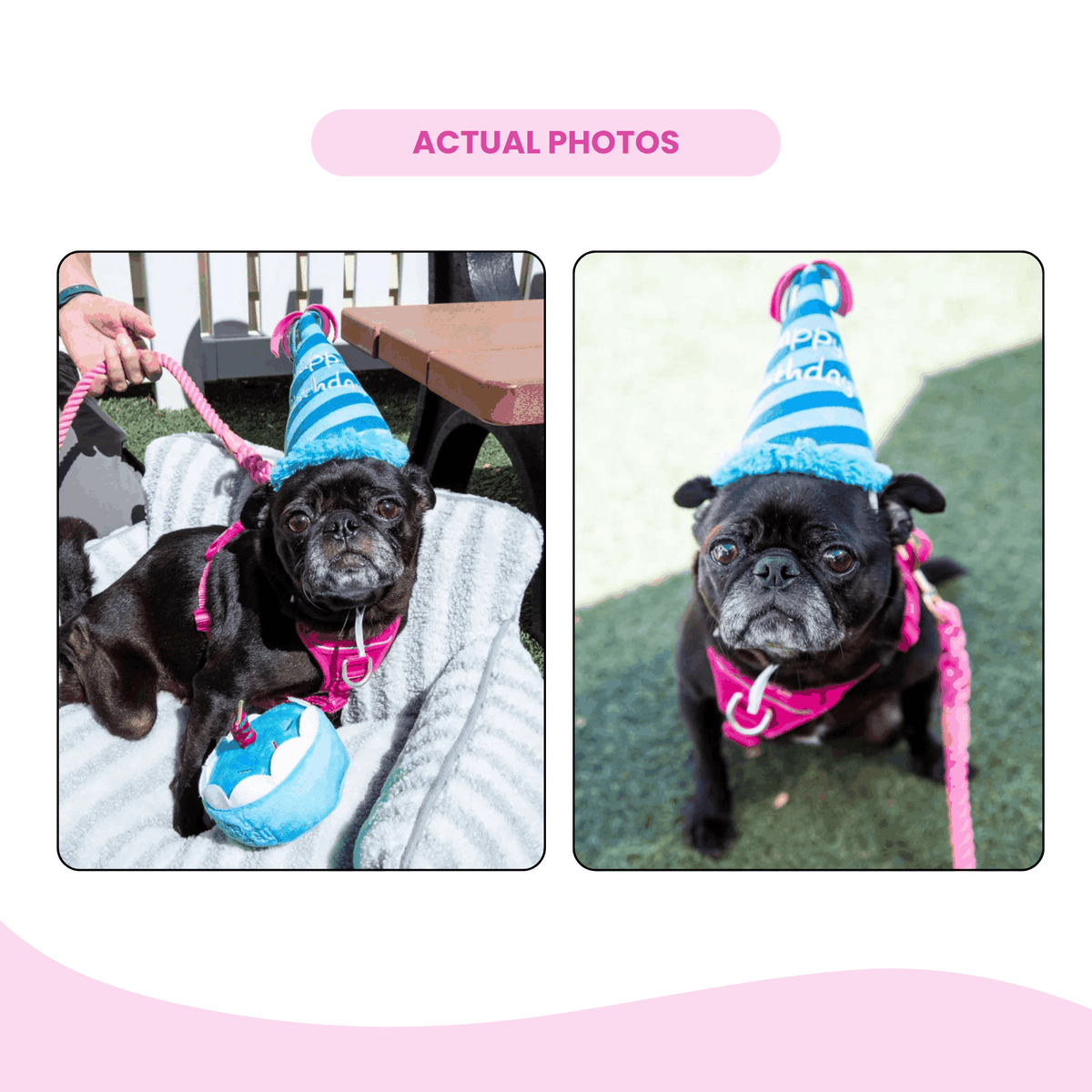 Glow Pups: Blue Birthday Hat Squeaky Plush Dog Toy