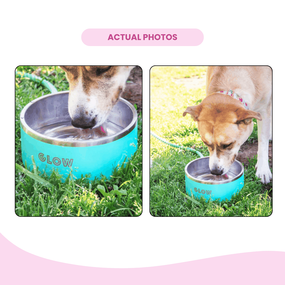 Glow Pups: Aqua Blue Vacuum Insulated Stainless Steel Dog Bowl
