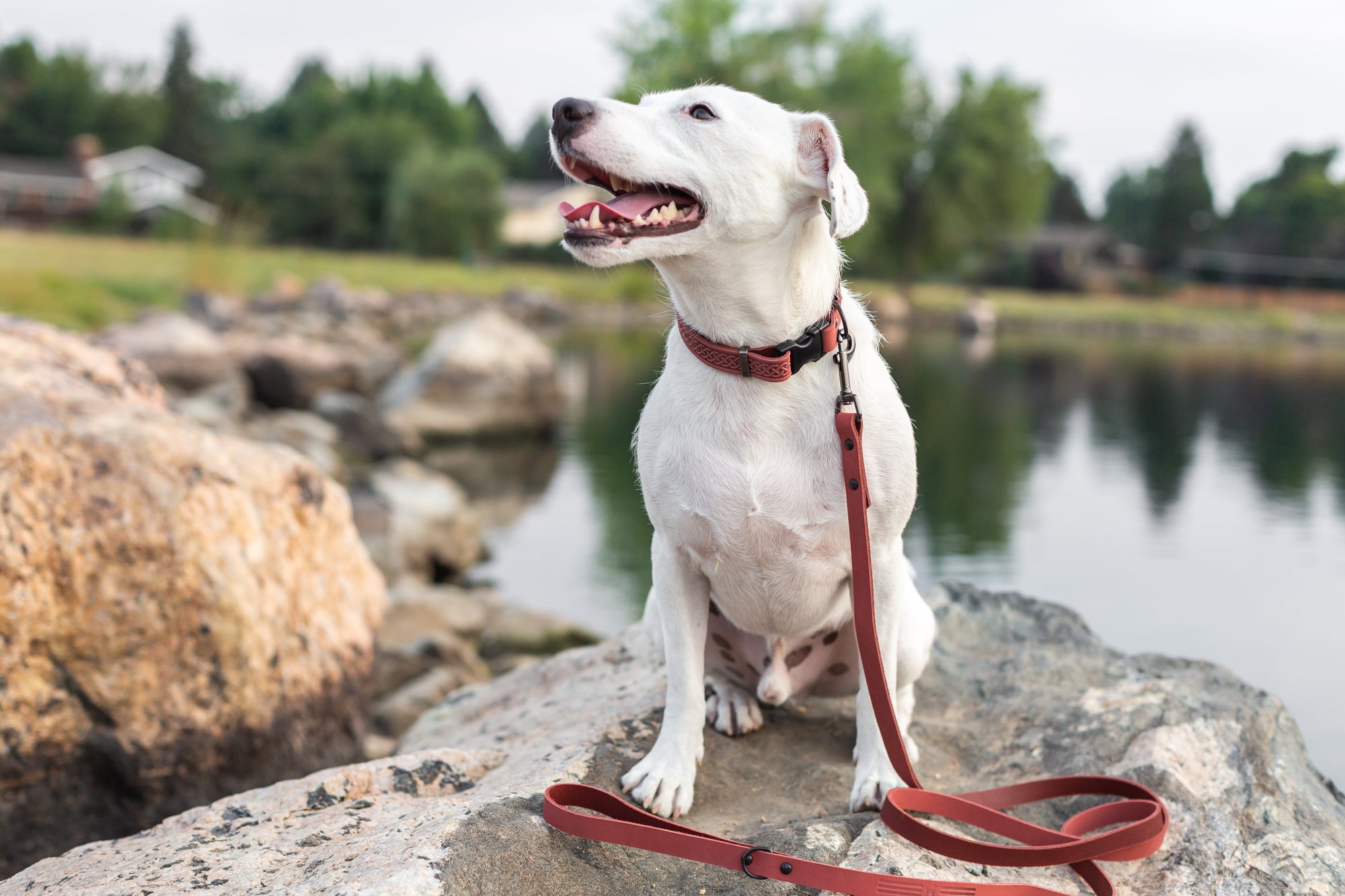 Euro-Dog Celtic Sport Quick-Release Leather Dog Collar