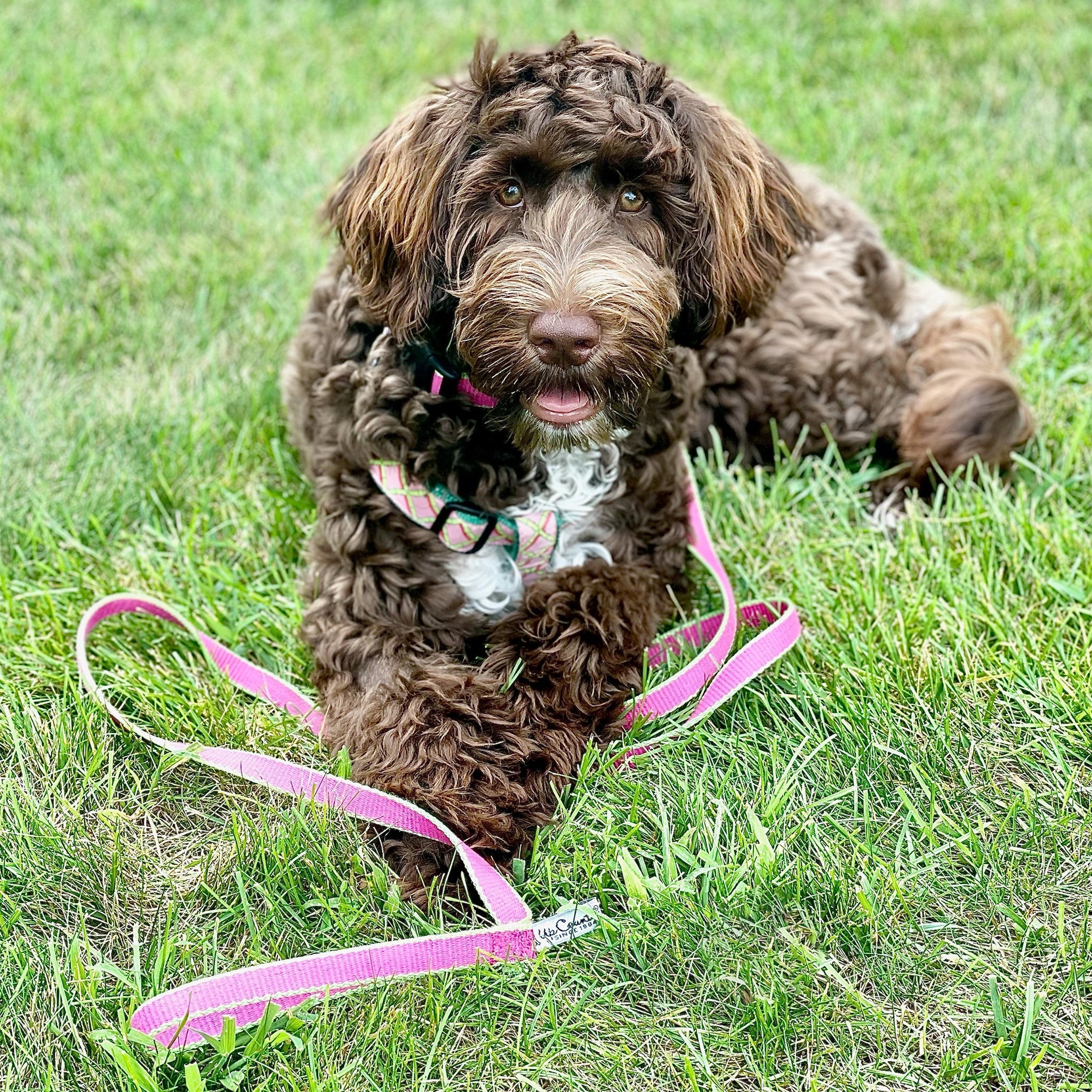 Color Market Dog Lead
