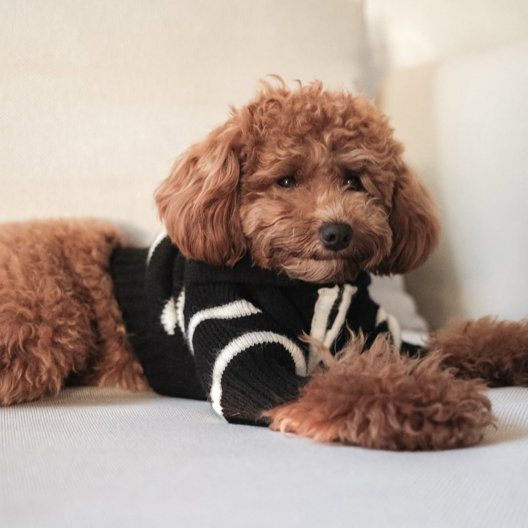 The Cortado | Black Striped Quarter-Zip Dog Sweater