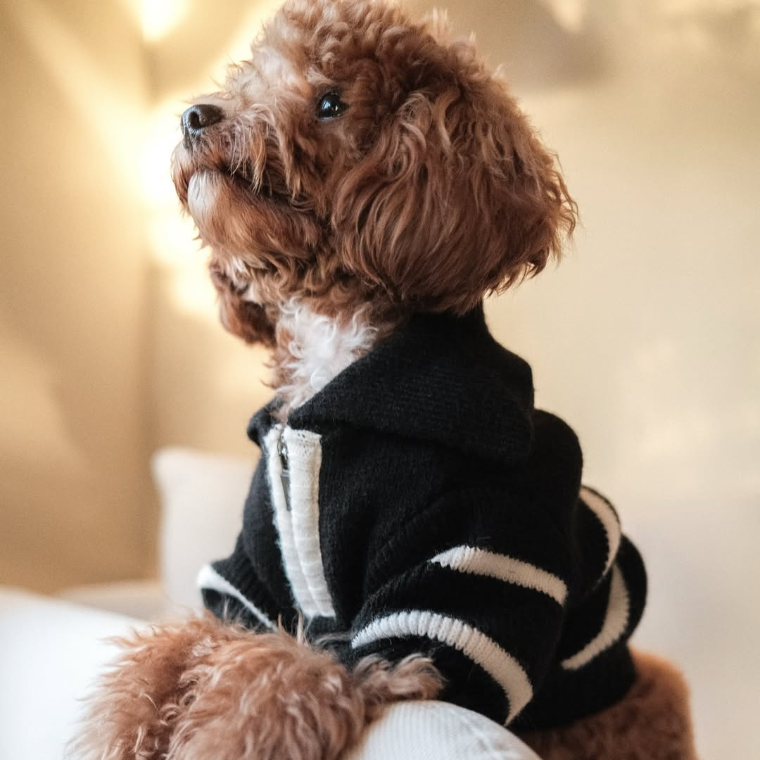 The Cortado | Black Striped Quarter-Zip Dog Sweater