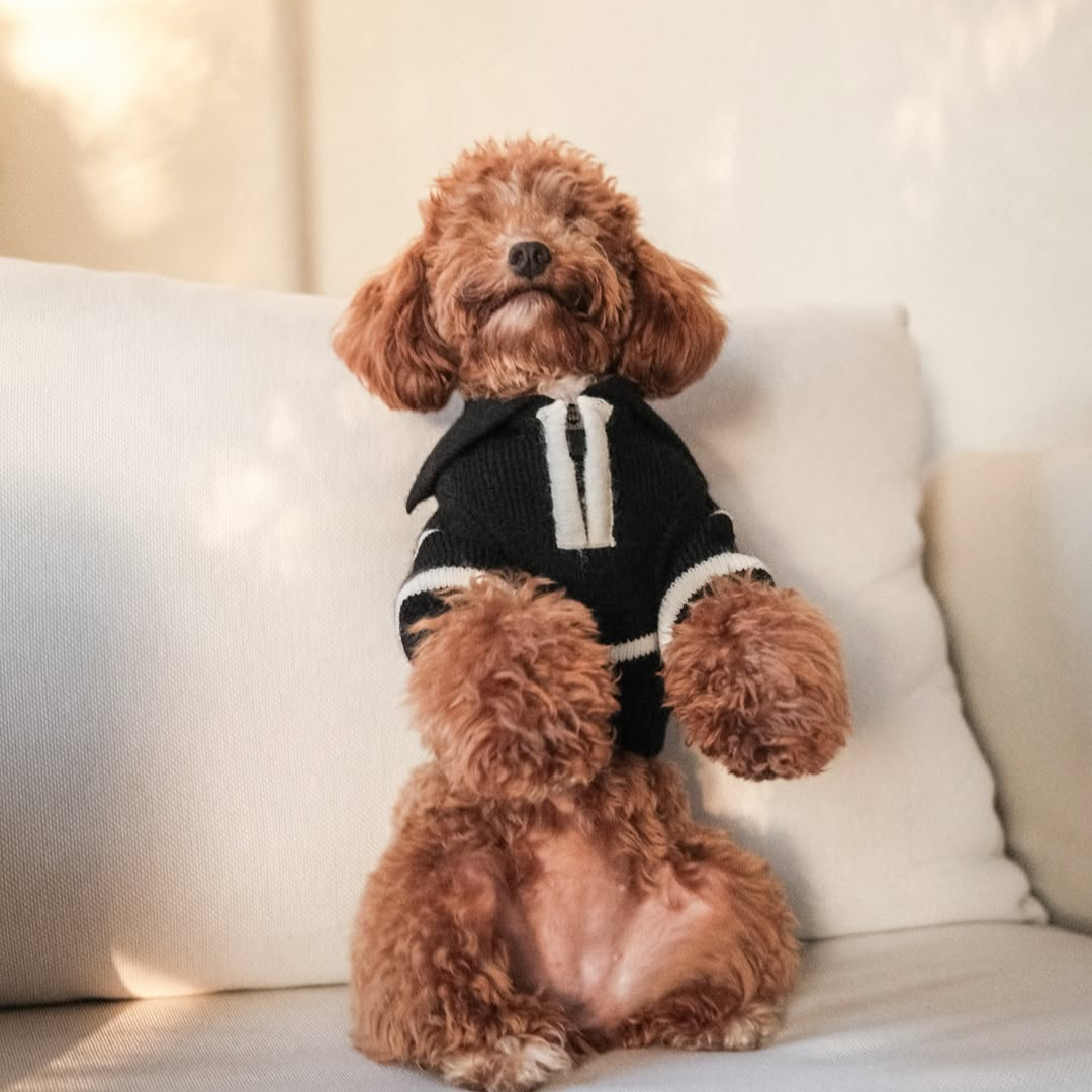The Cortado | Black Striped Quarter-Zip Dog Sweater