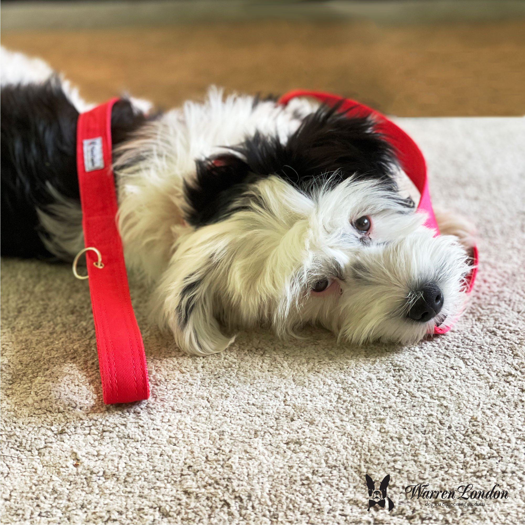 Fabric Dog Leash - Red