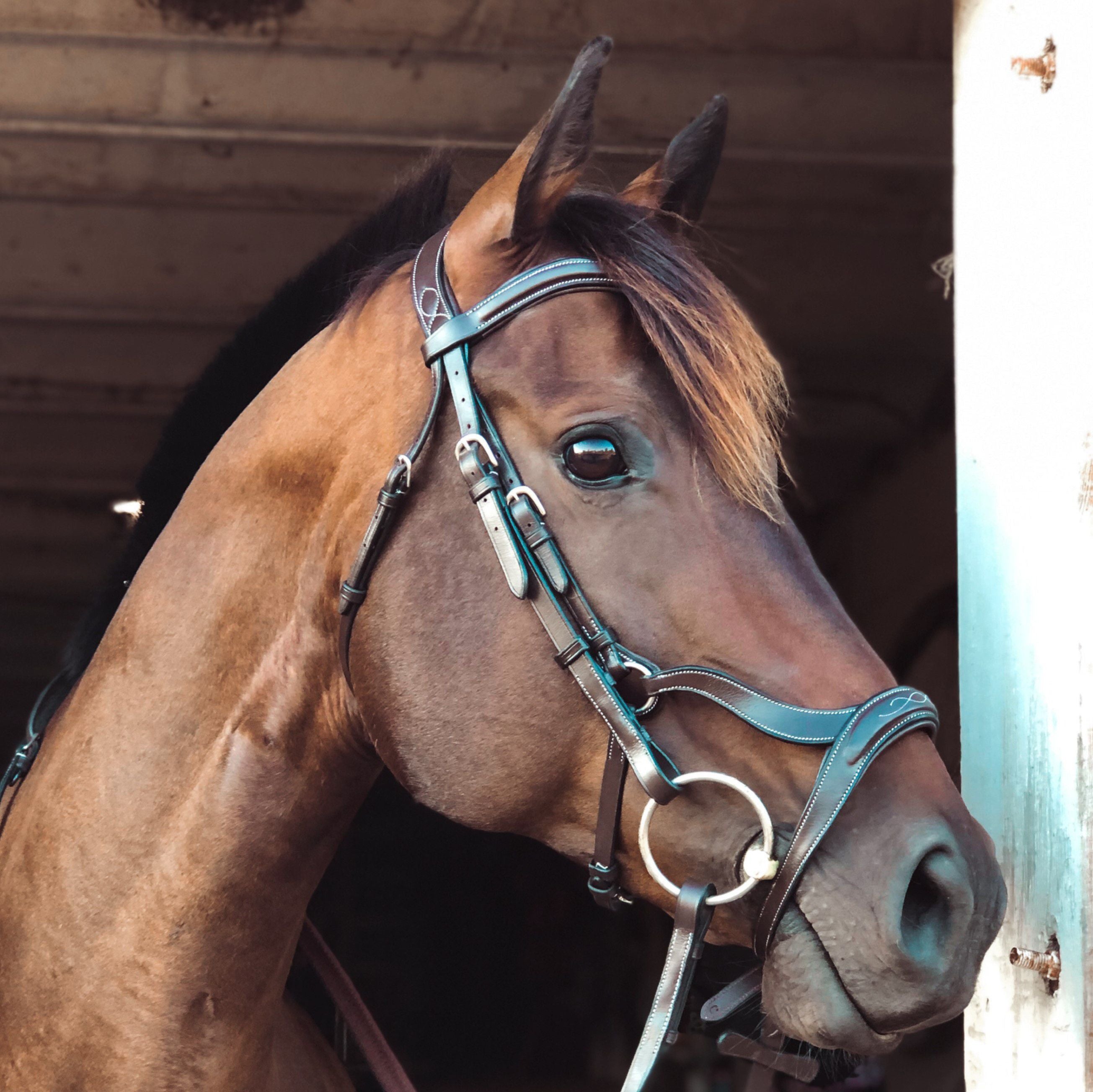 Replacement Noseband of ExionPro Anatomical Combined Flash Bridle with Reins - HT Animal Supply