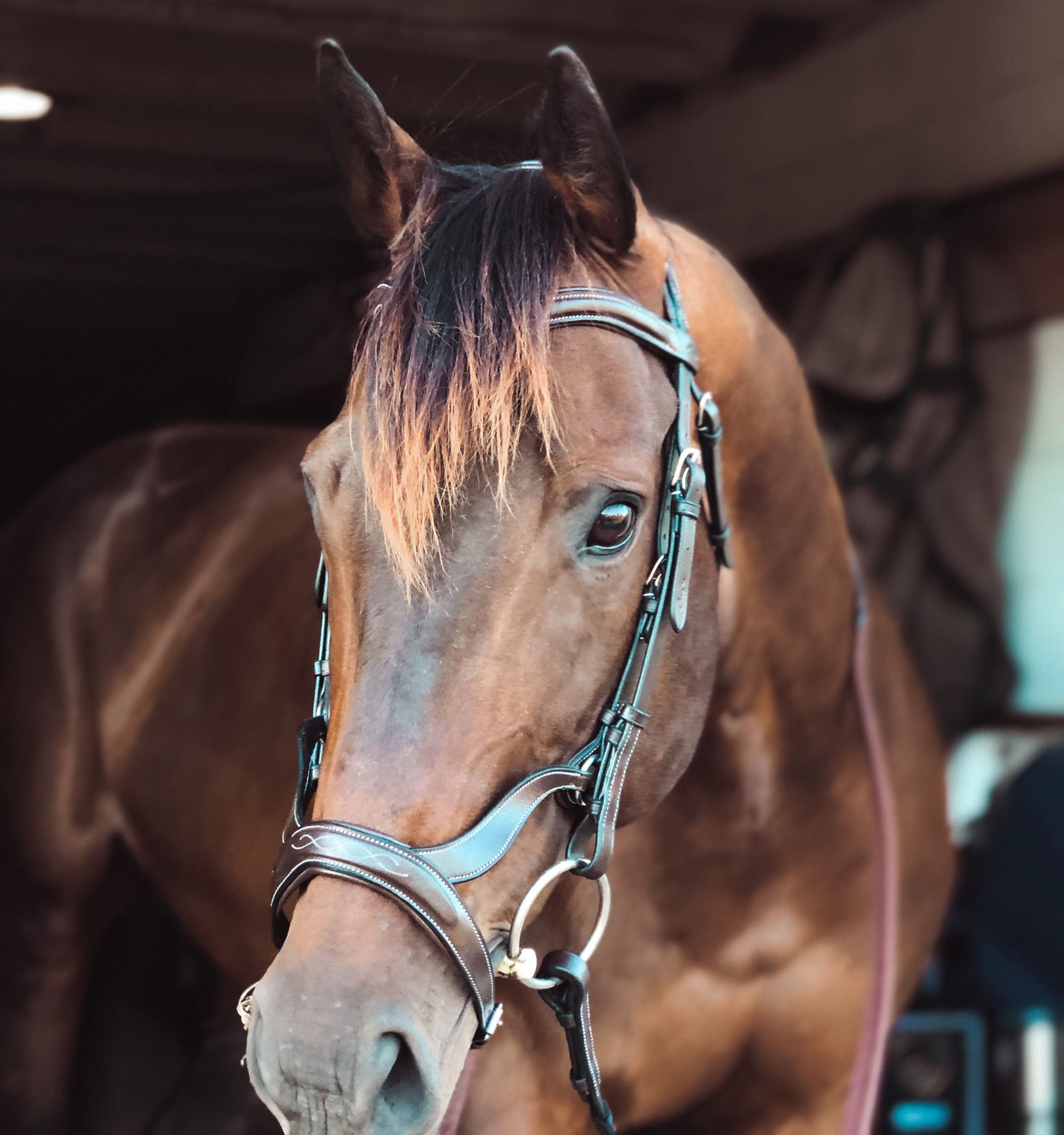 Replacement Noseband of ExionPro Anatomical Combined Flash Bridle with Reins - HT Animal Supply