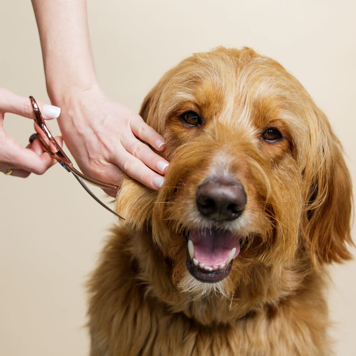 Dog Grooming Scissors