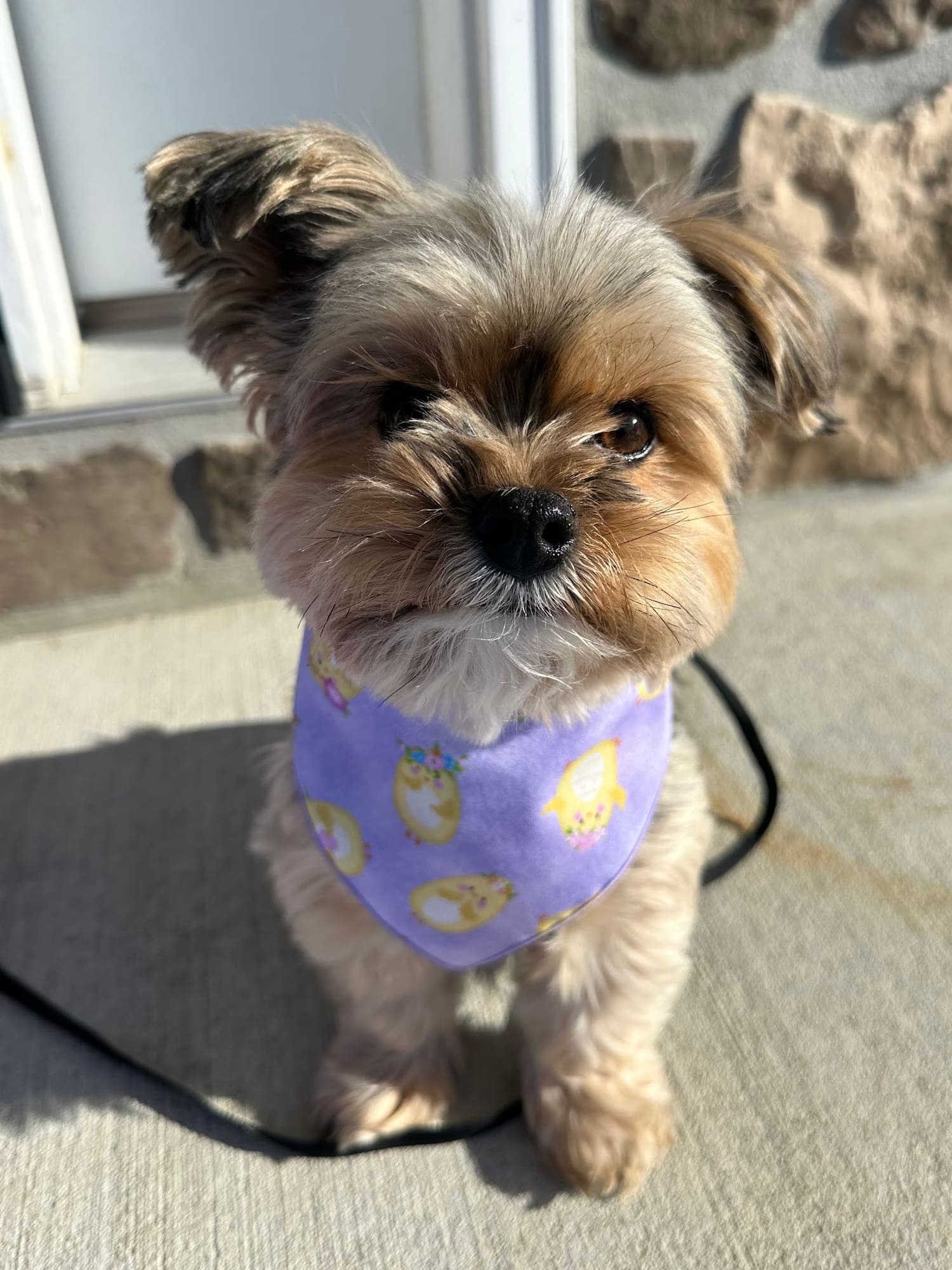 Cute Chicks Bandana