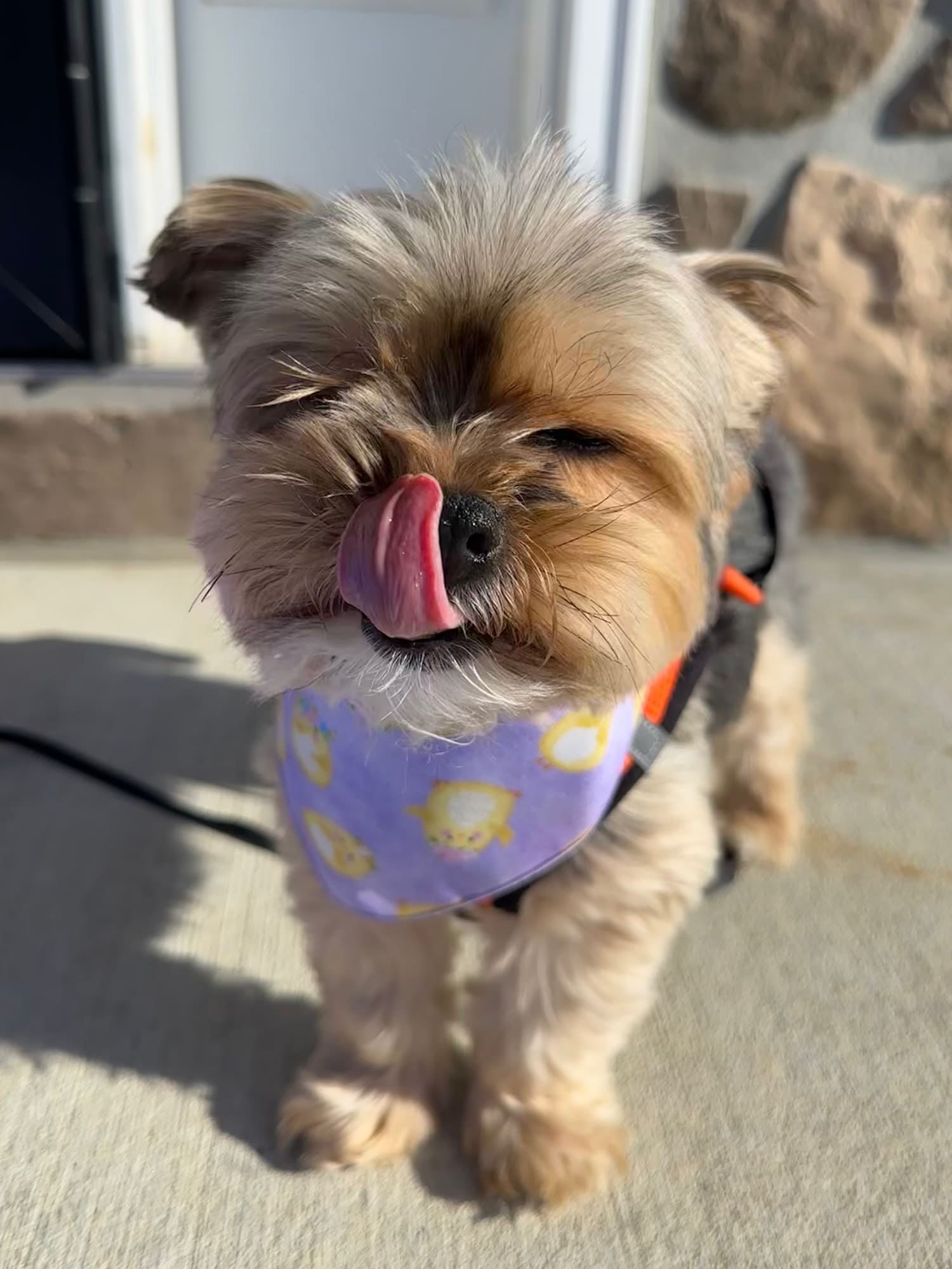 Cute Chicks Bandana