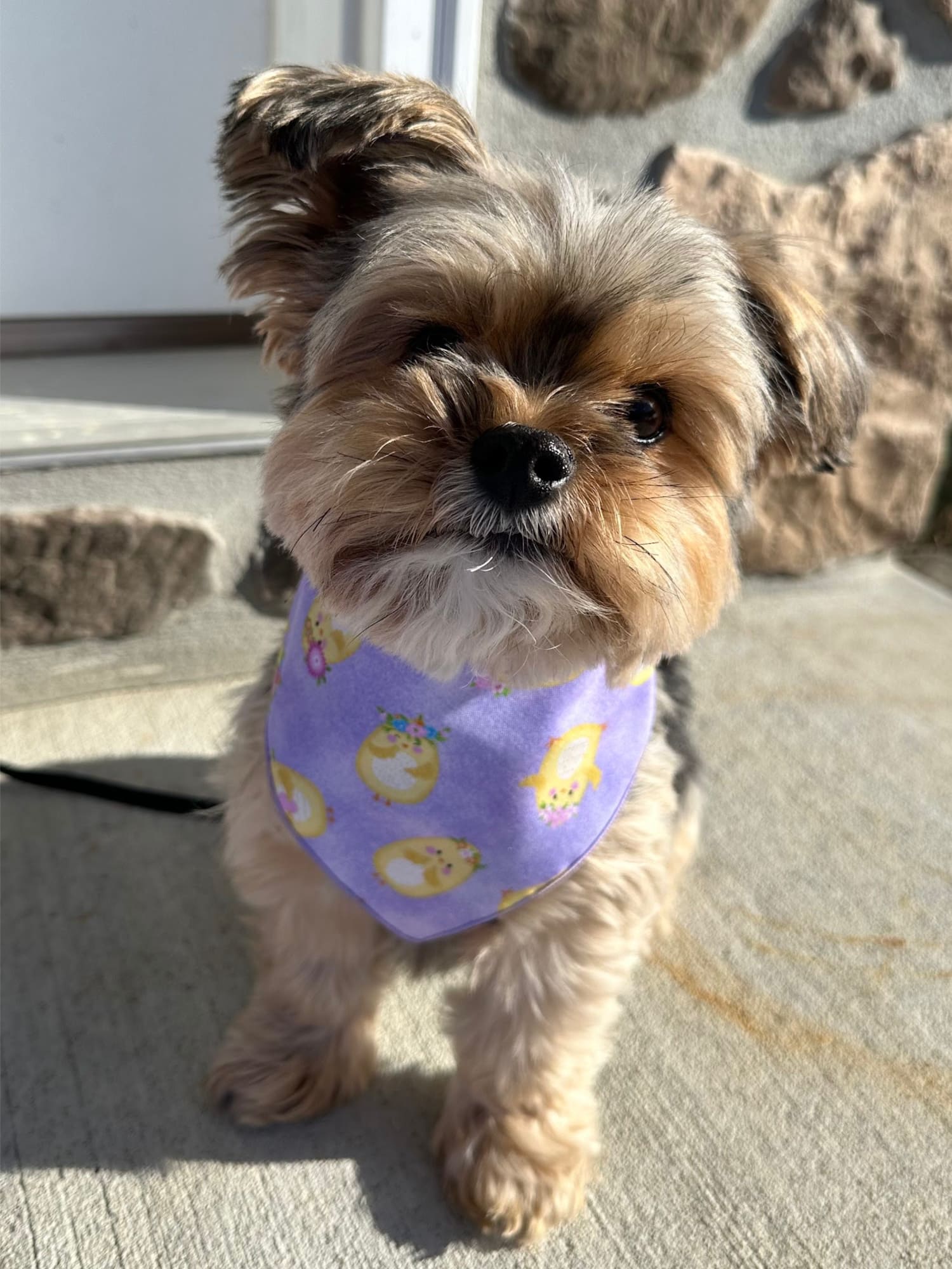 Cute Chicks Bandana