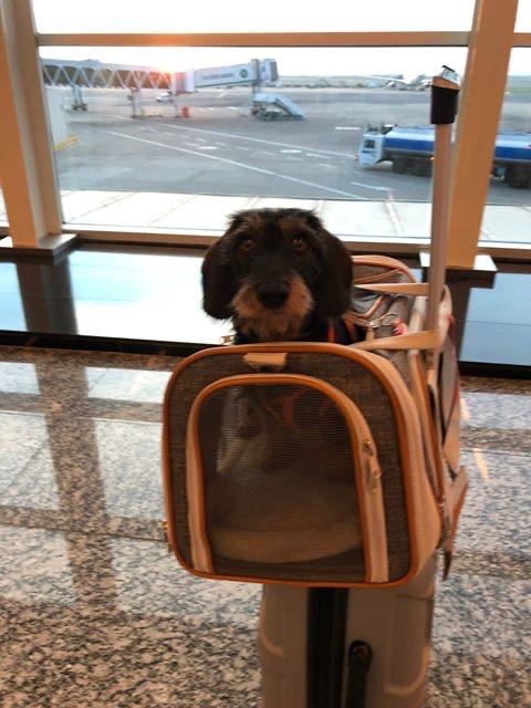 Mr. Peanuts Gold Series Standard Size Airline Compliant Expandable Pet Carrier