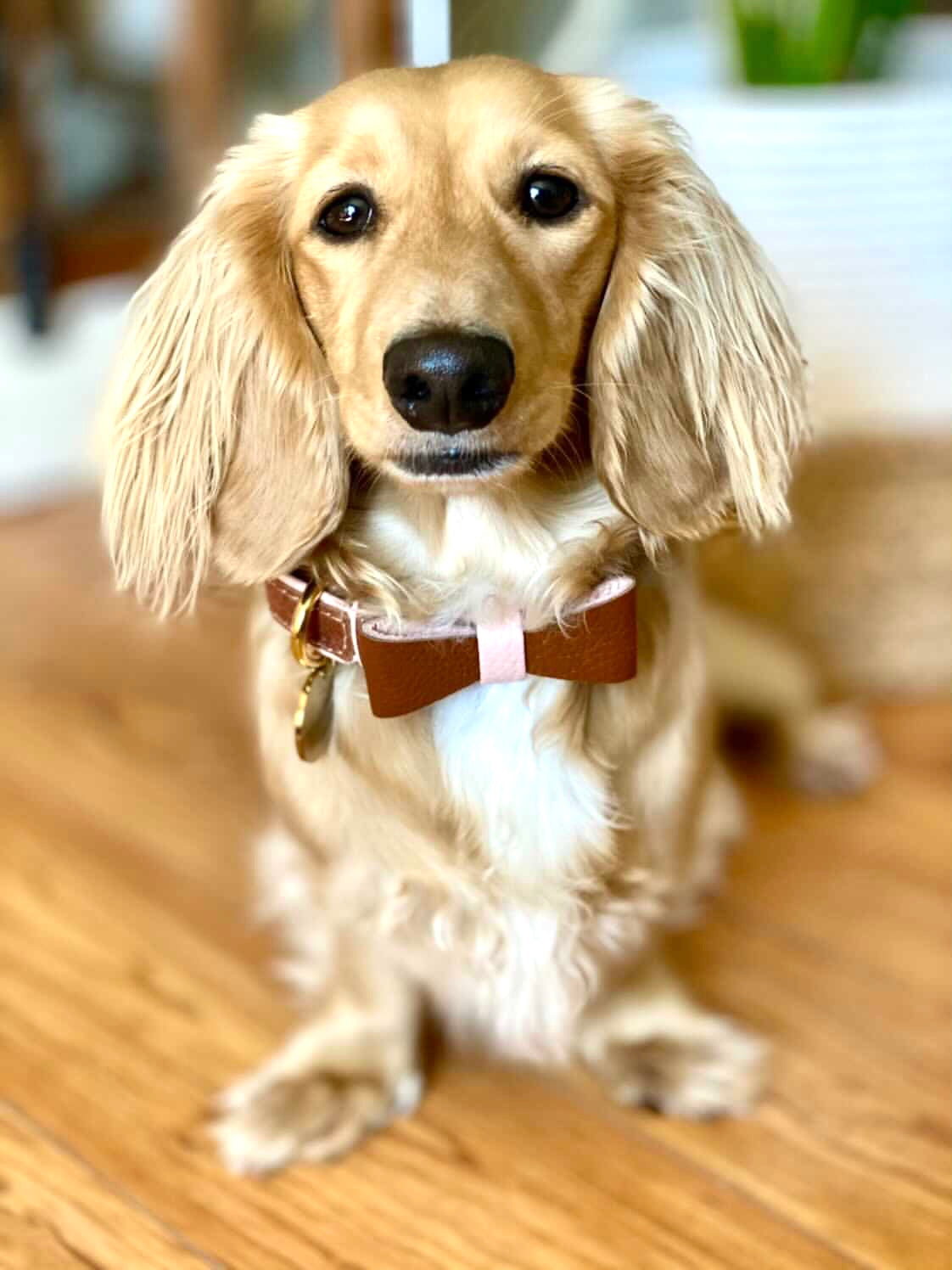 Bow Tie - Bella Rose