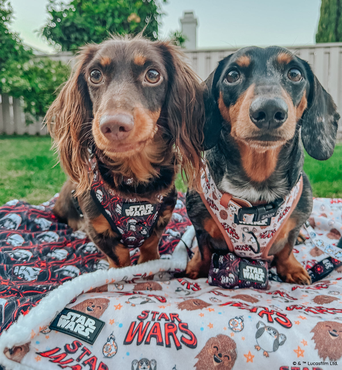 Dog Collar - STAR WARS™ The Rebel Alliance