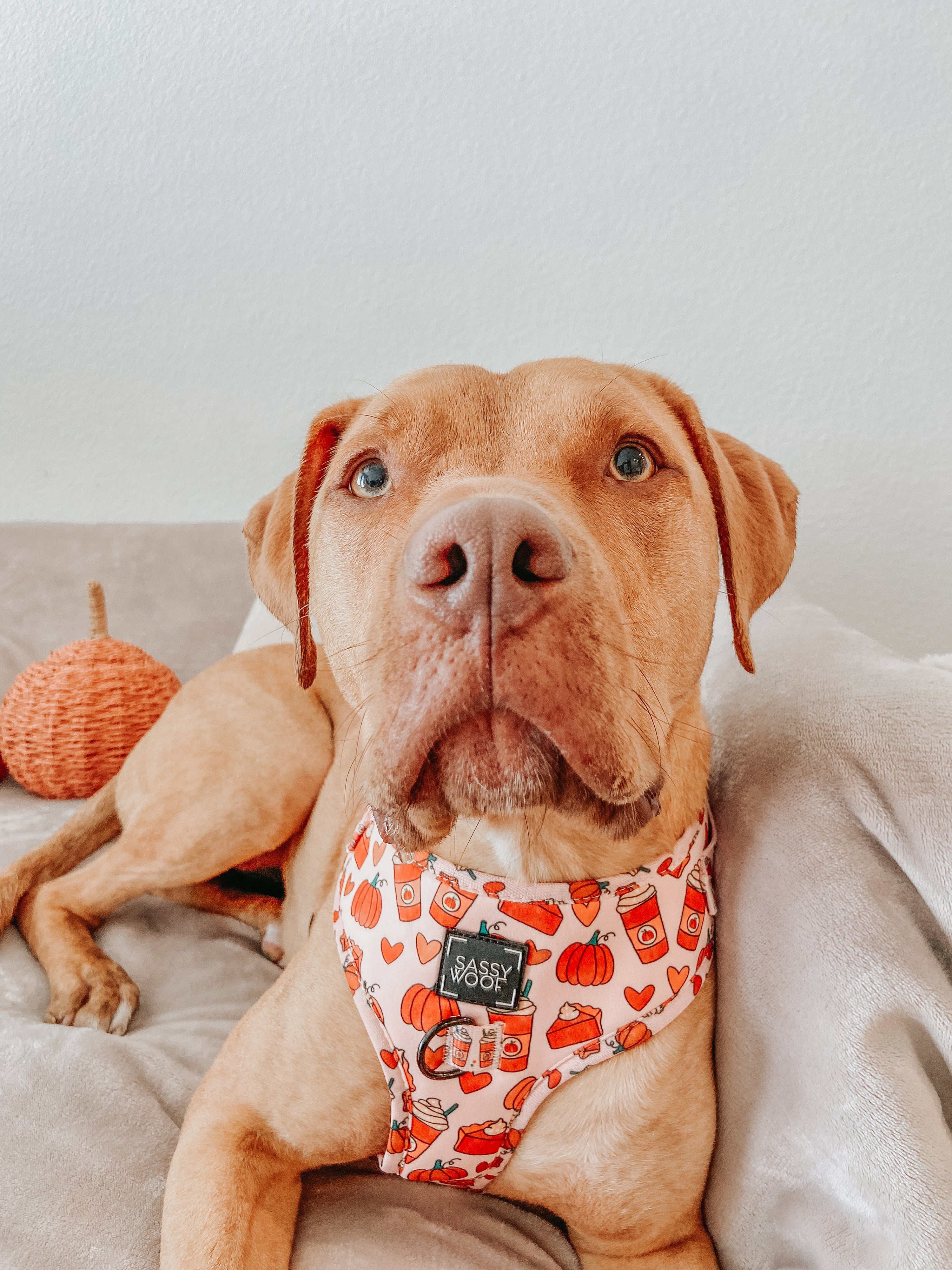 Dog Adjustable Harness - Pie There!