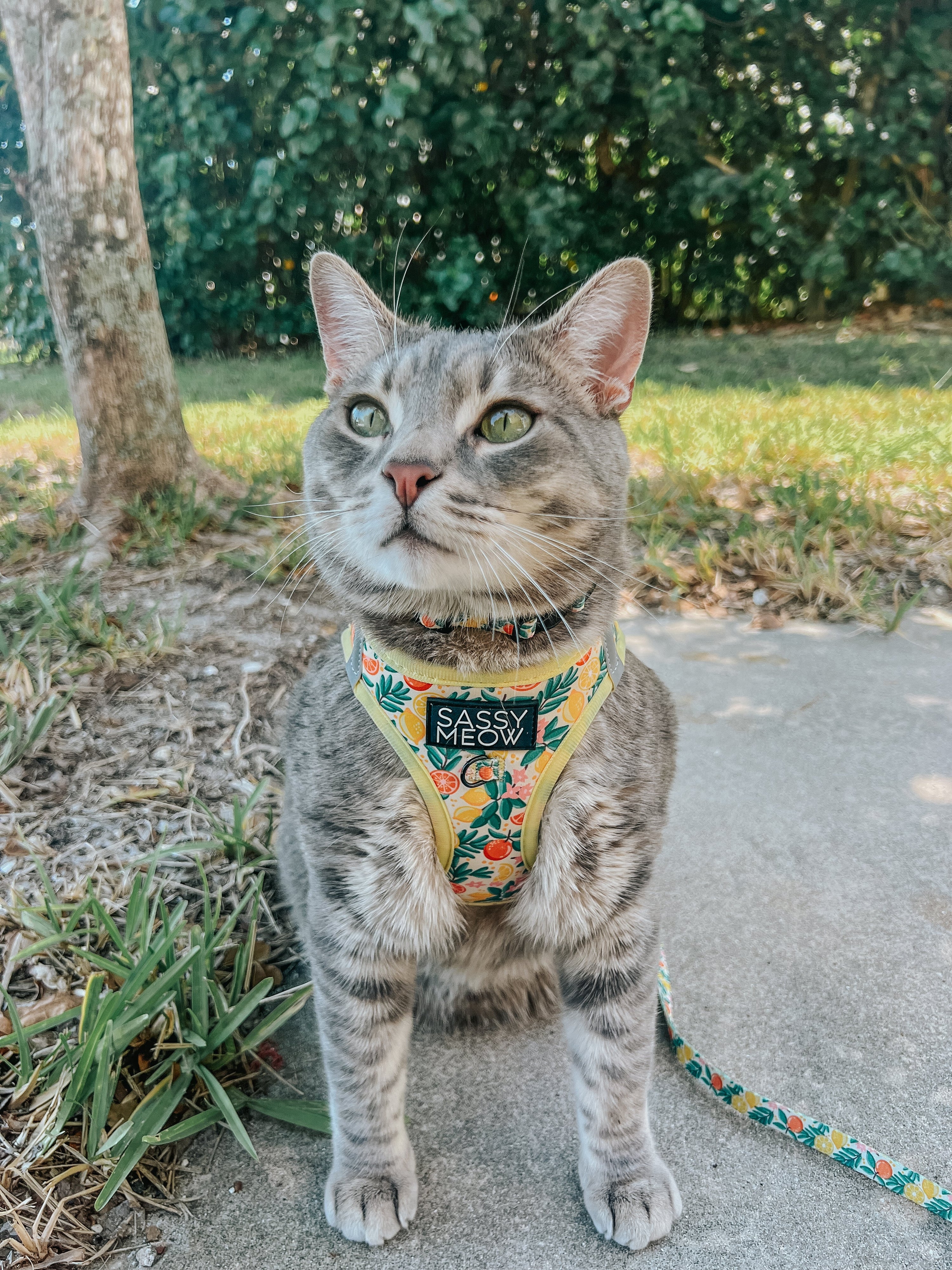 Cat Step-In Harness - Zest Friends