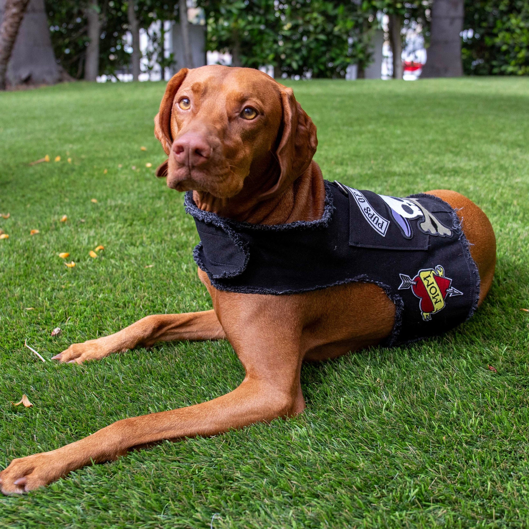 Heads or Tails Pup: Pups of Anarchy Denim Dog Harness