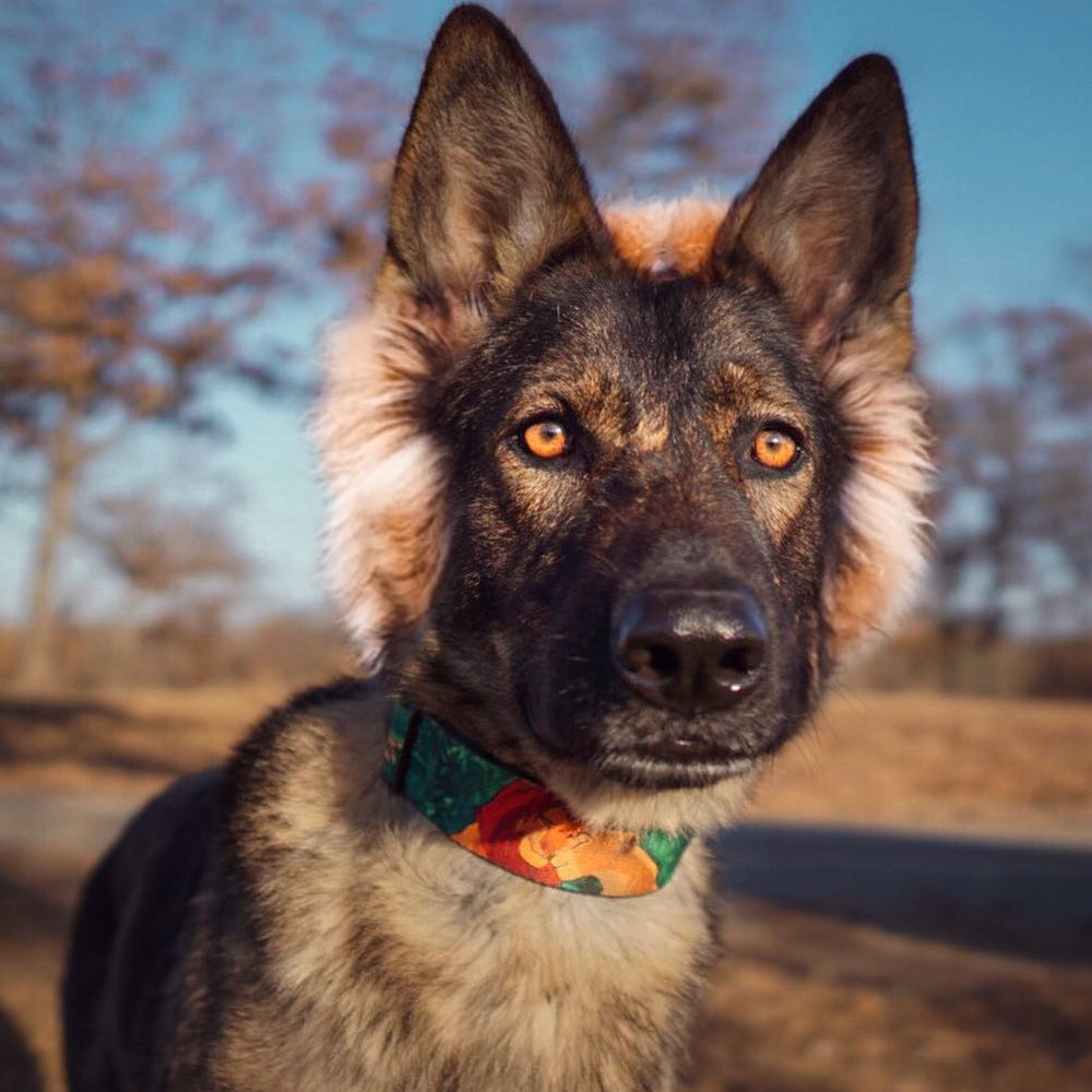 Plastic Clip Collar - Lion King Simba & Nala Growing Up Scenes