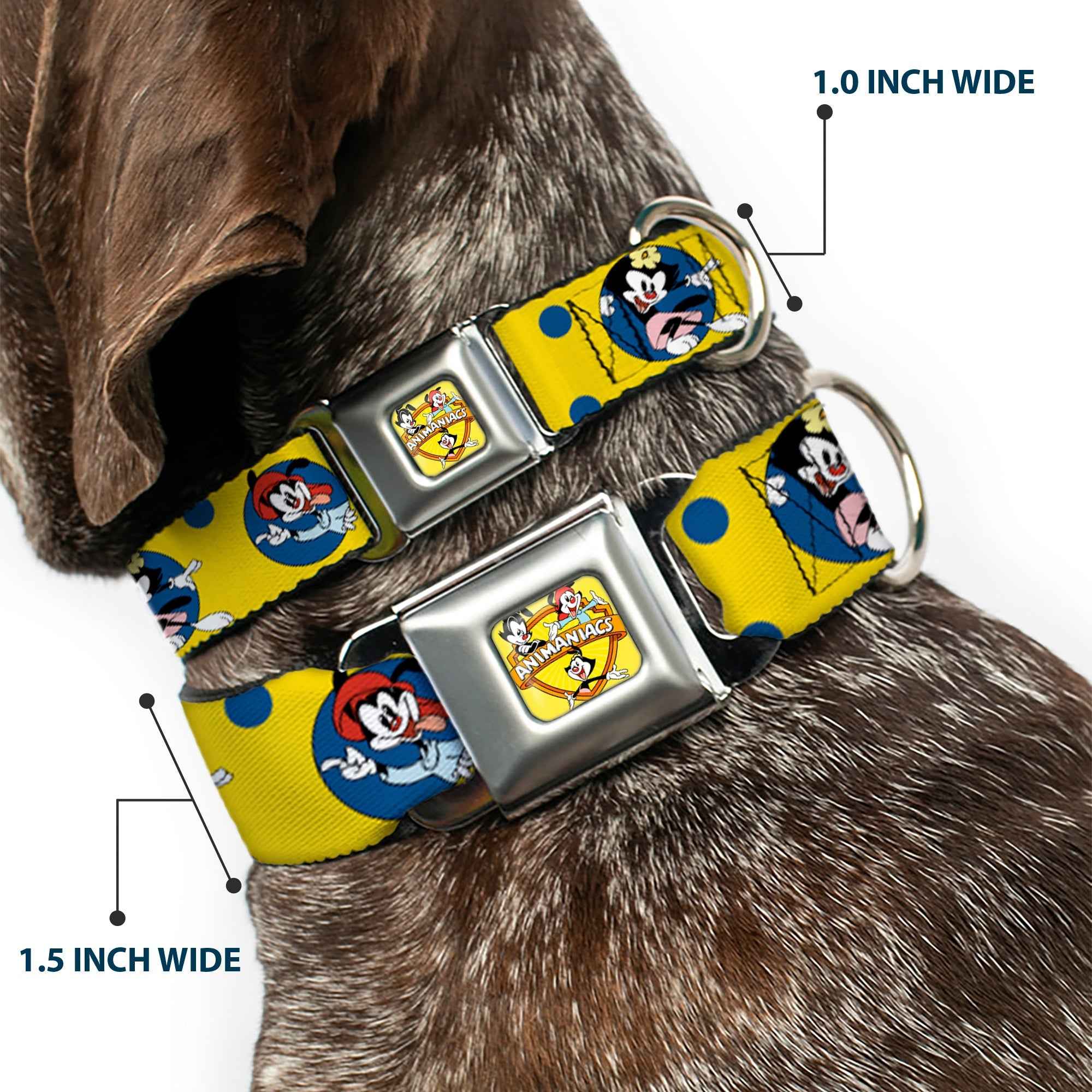 Buckle-Down Animaniacs Title Logo Full Color Yellow Seatbelt Buckle Dog Collar - Animaniacs Yakko Wakko and Dot Poses Yellow/Blue