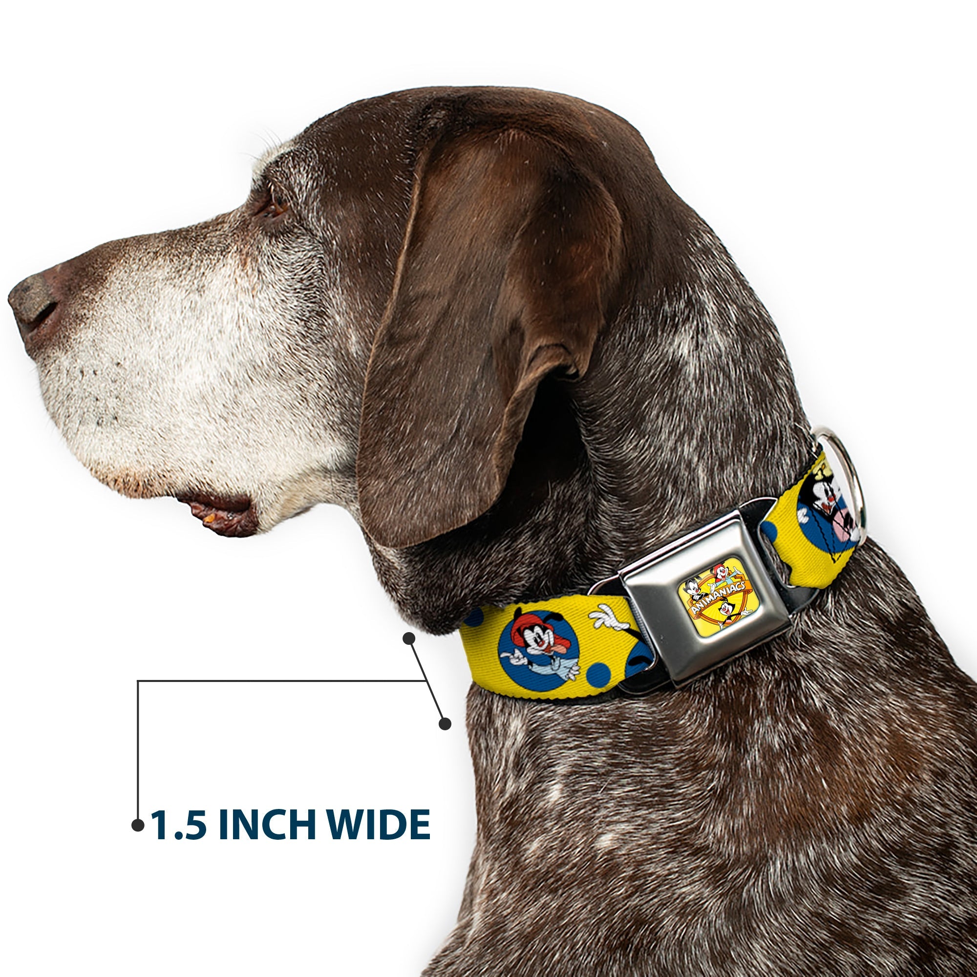 Buckle-Down Animaniacs Title Logo Full Color Yellow Seatbelt Buckle Dog Collar - Animaniacs Yakko Wakko and Dot Poses Yellow/Blue