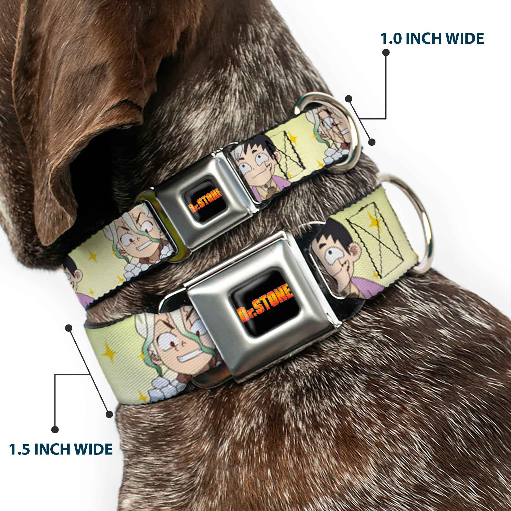 Buckle-Down Dr. Stone Title Logo Full Color Black/Orange Seatbelt Buckle Dog Collar - Dr. Stone Chibi Senku and Gen Faces Stars Yellows