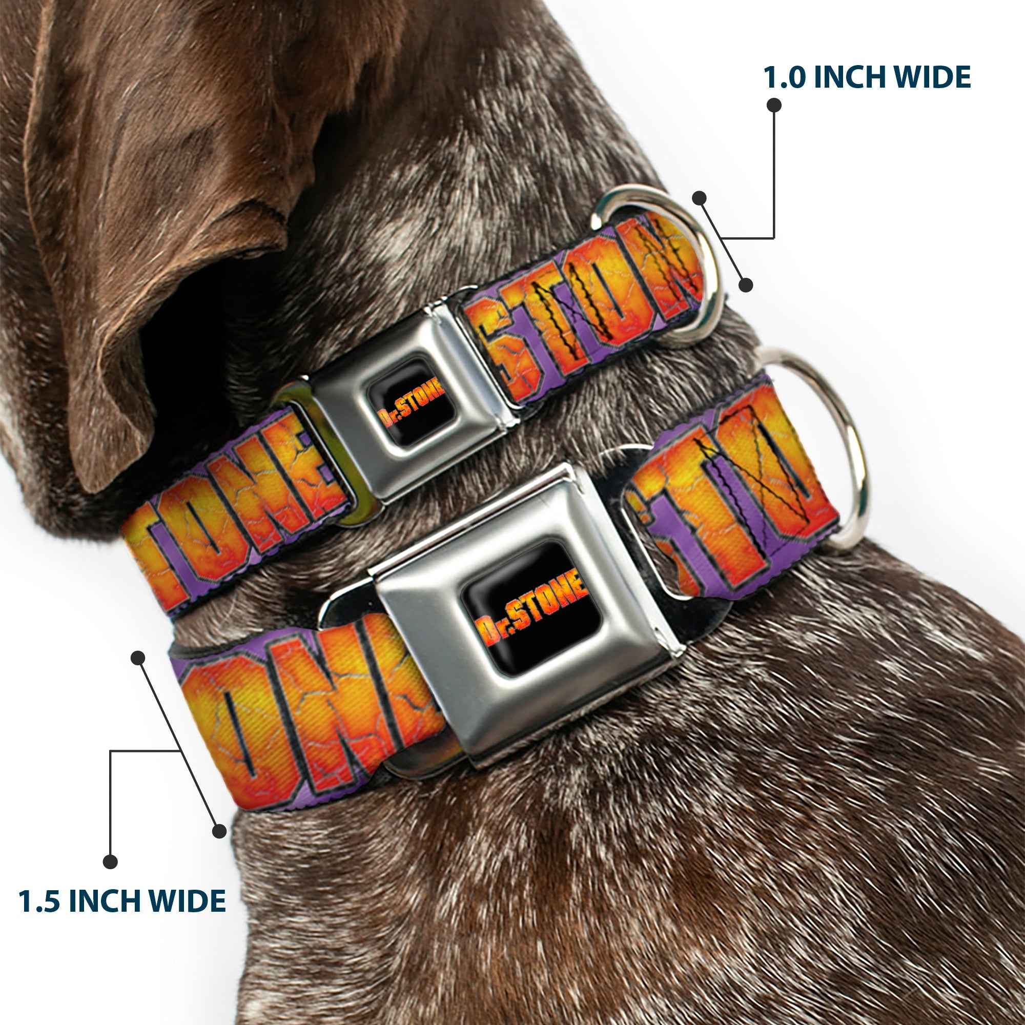Buckle-Down Dr. Stone Title Logo Full Color Black/Orange Seatbelt Buckle Dog Collar - Dr. Stone Title Logo and Gen Asagiri Face Purples