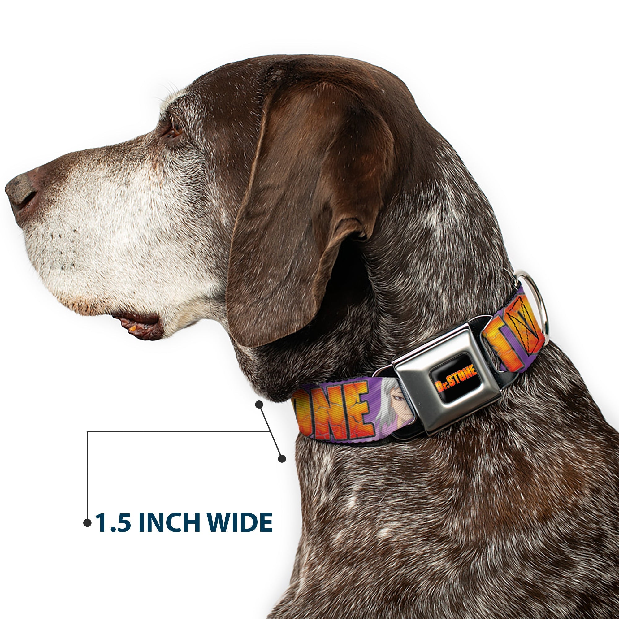 Buckle-Down Dr. Stone Title Logo Full Color Black/Orange Seatbelt Buckle Dog Collar - Dr. Stone Title Logo and Gen Asagiri Face Purples