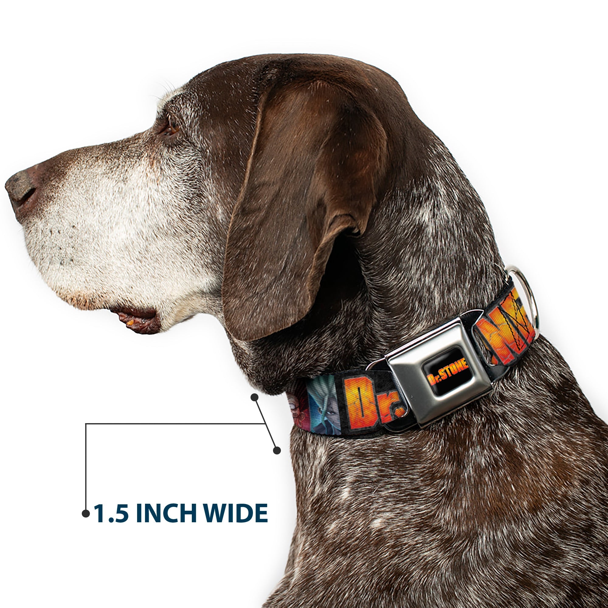 Buckle-Down Dr. Stone Title Logo Full Color Black/Orange Seatbelt Buckle Dog Collar - Dr. Stone Title Logo and Ibarra Senku Split Pose Black
