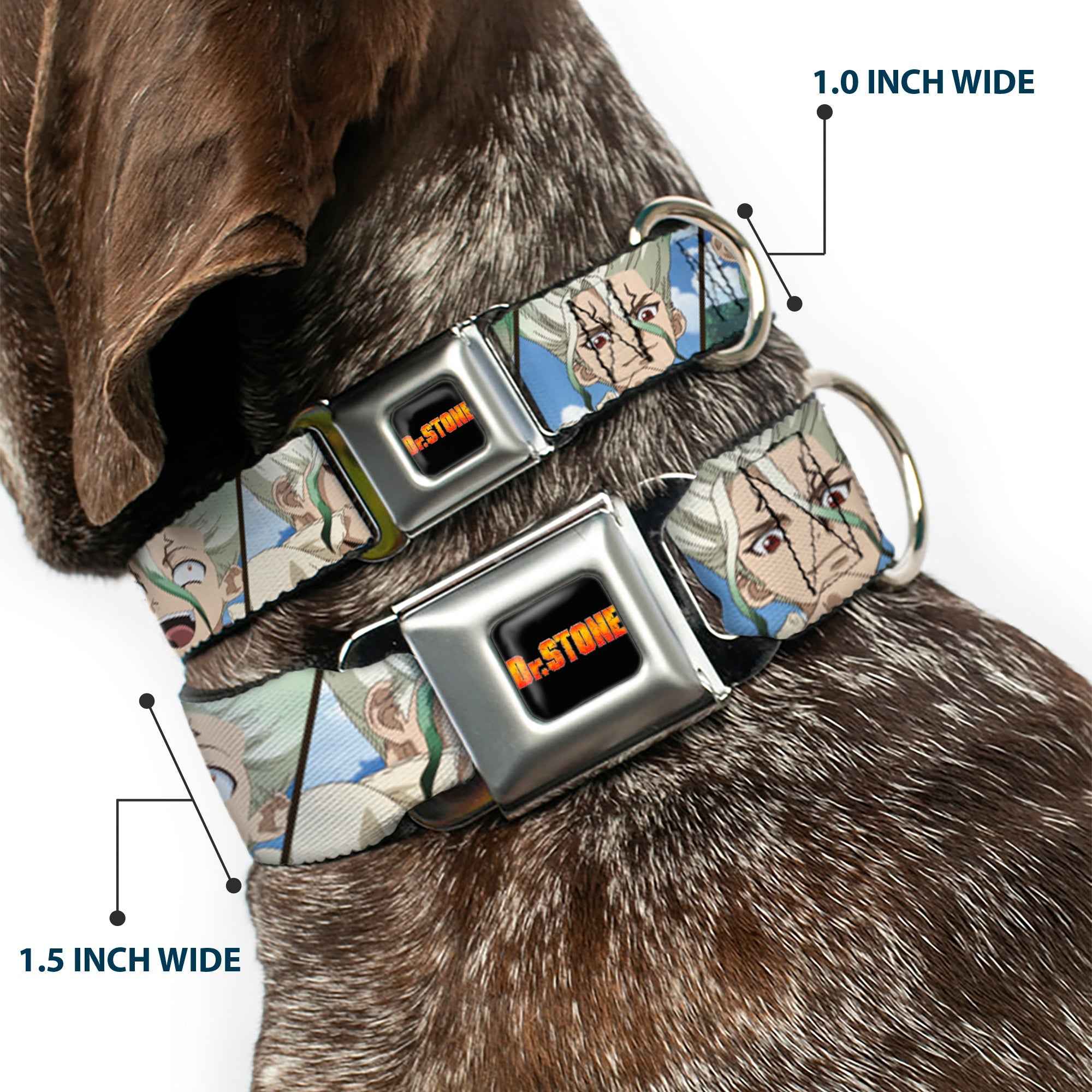 Buckle-Down Dr. Stone Title Logo Full Color Black/Orange Seatbelt Buckle Dog Collar - Dr. Stone Senku Ishigami Expression Blocks Blues