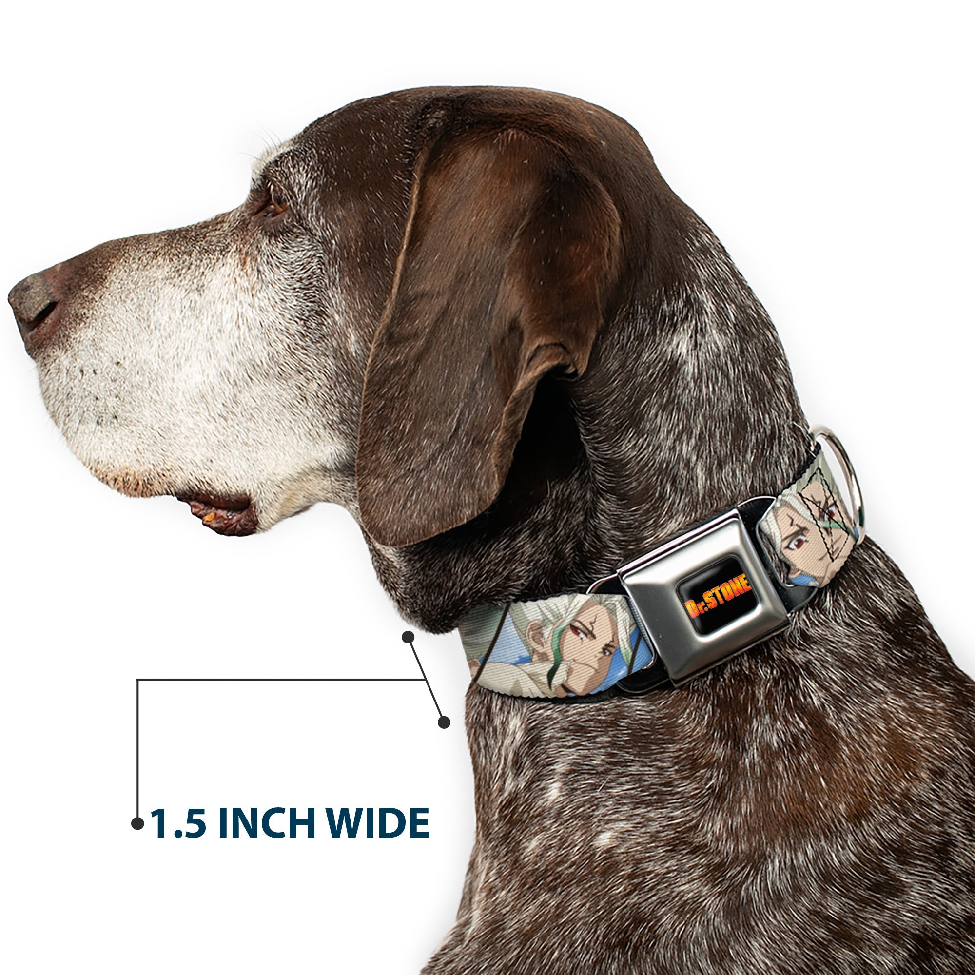 Buckle-Down Dr. Stone Title Logo Full Color Black/Orange Seatbelt Buckle Dog Collar - Dr. Stone Senku Ishigami Expression Blocks Blues