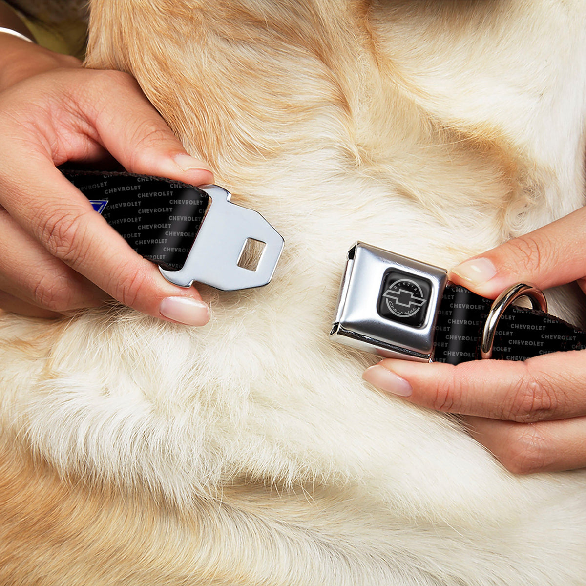 Buckle-Down Chevy Bowtie Repeat Seatbelt Buckle Dog Collar