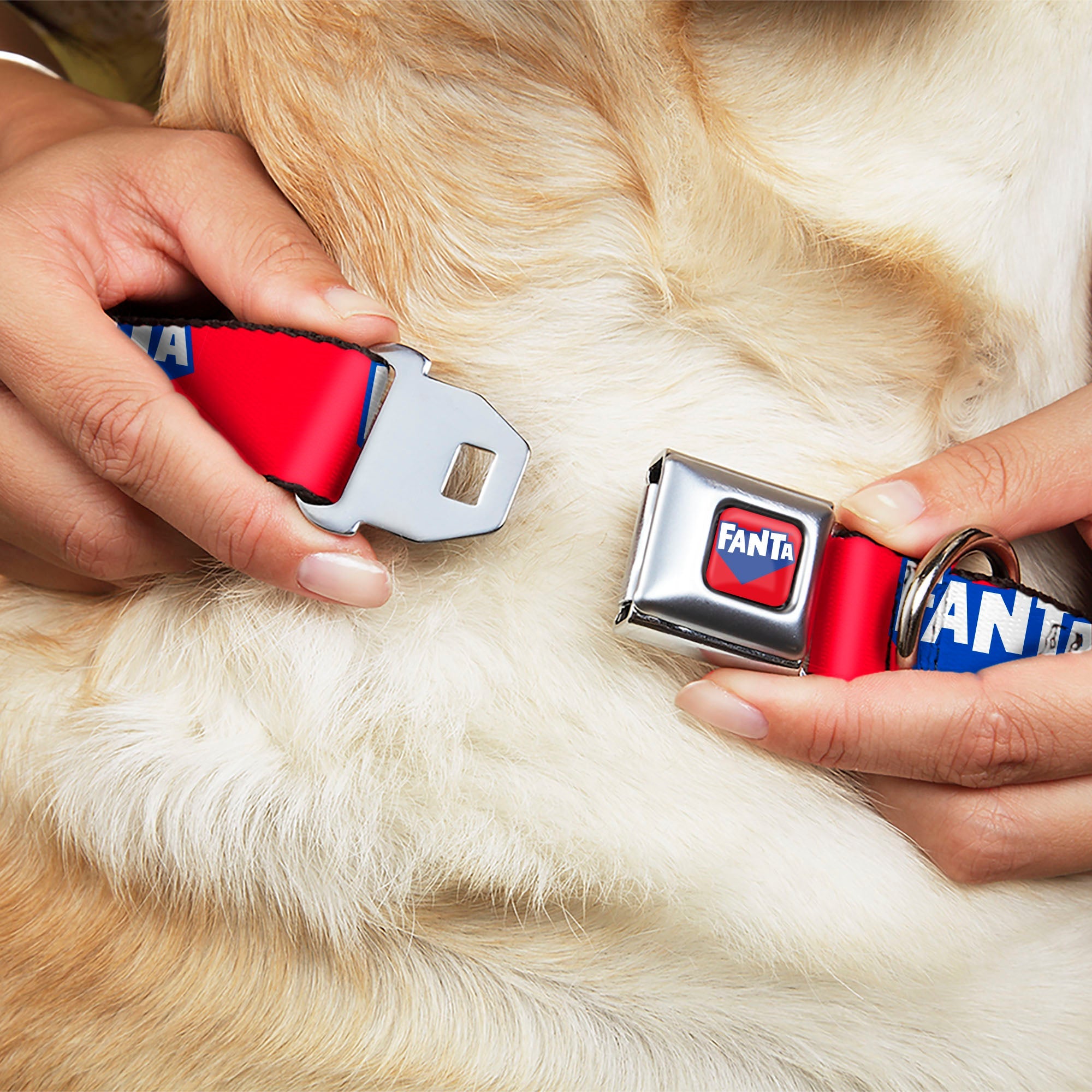 Buckle-Down Fanta Logo Full Color Strawberry Red/Blue/White Seatbelt Buckle Dog Collar - Fanta Logo Strawberry Red/Blue/White
