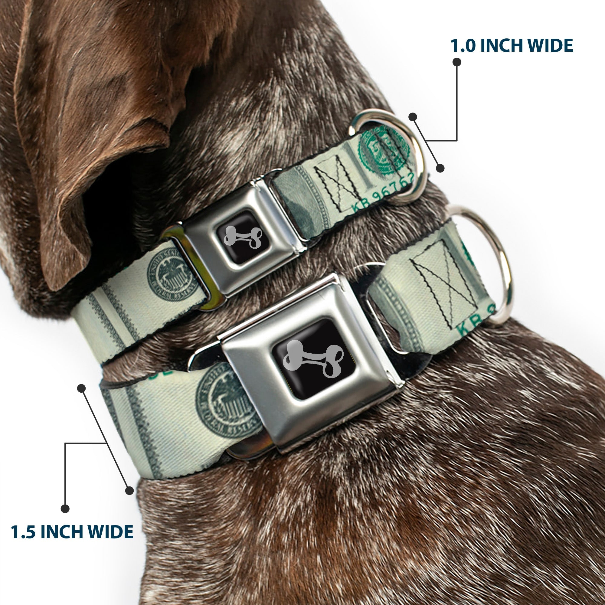 Dog Bone Seatbelt Buckle Collar - 100 Dollar Bill CLOSE-UP