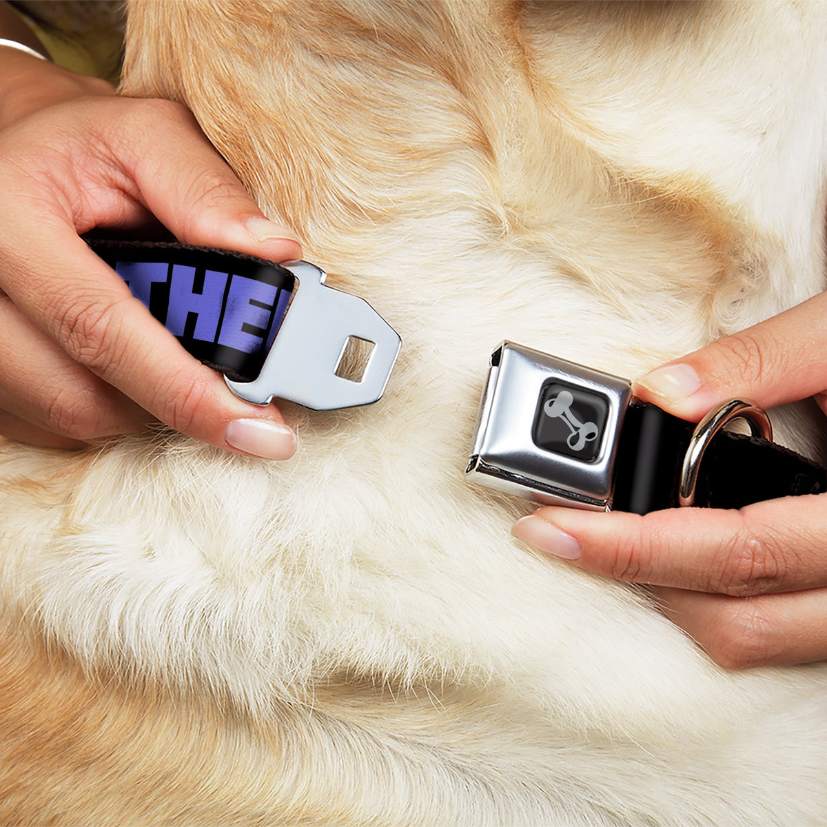 Dog Bone Seatbelt Buckle Collar - I SEE WHAT YOU DID THERE Weathered Black/Purple