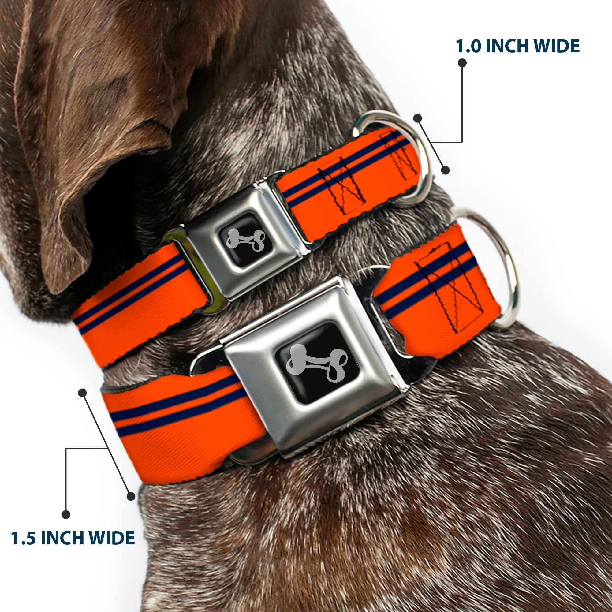 Dog Bone Seatbelt Buckle Collar - Racing Stripe Orange/Navy