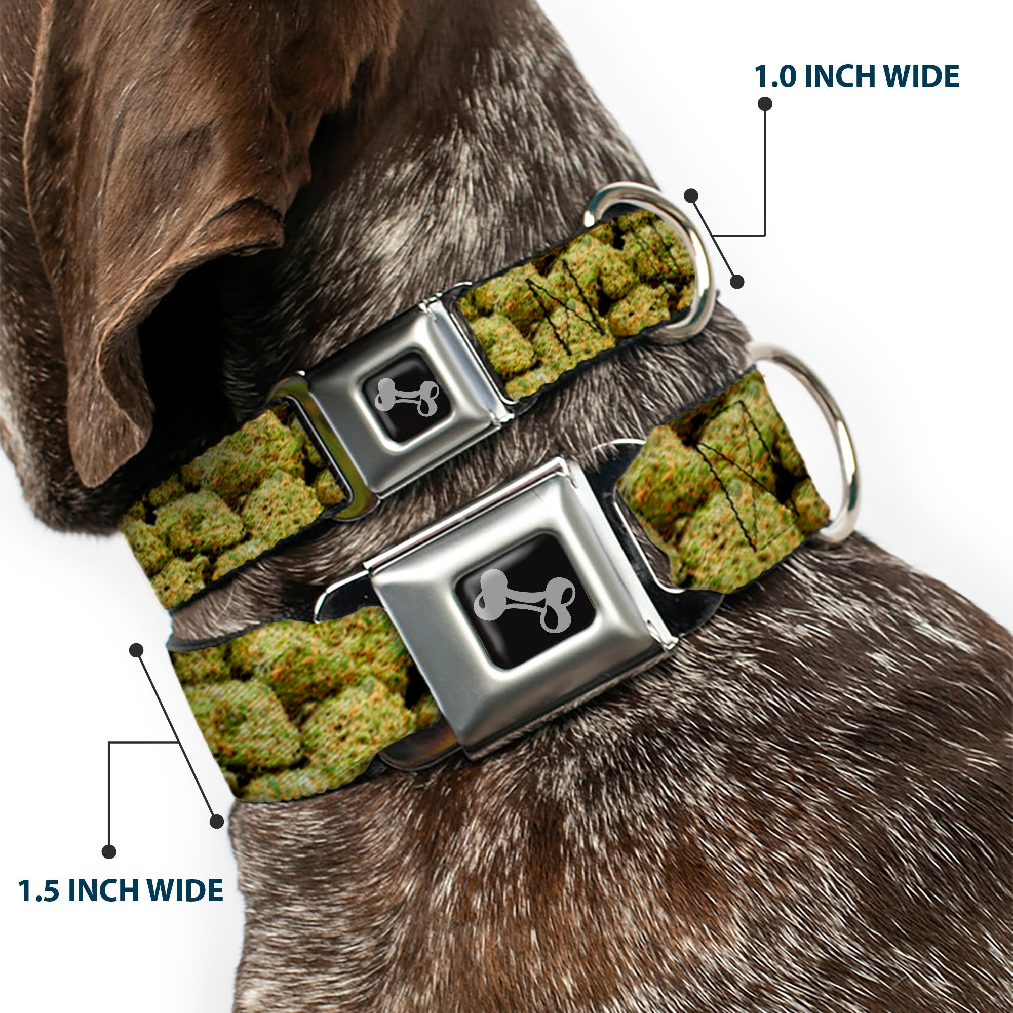 Buckle-Down Seatbelt Buckle Dog Collar - Vivid Marijuana Nugs2 Stacked