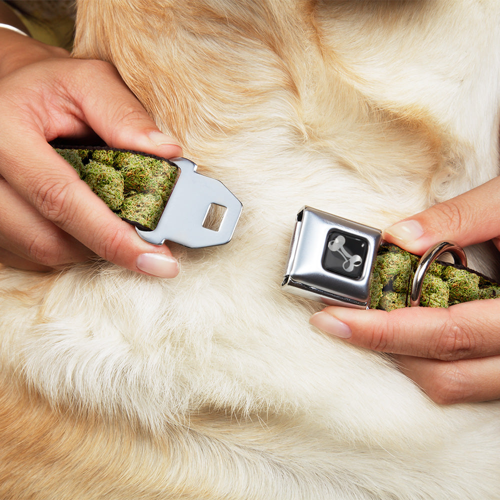 Buckle-Down Seatbelt Buckle Dog Collar - Vivid Marijuana Nugs2 Stacked