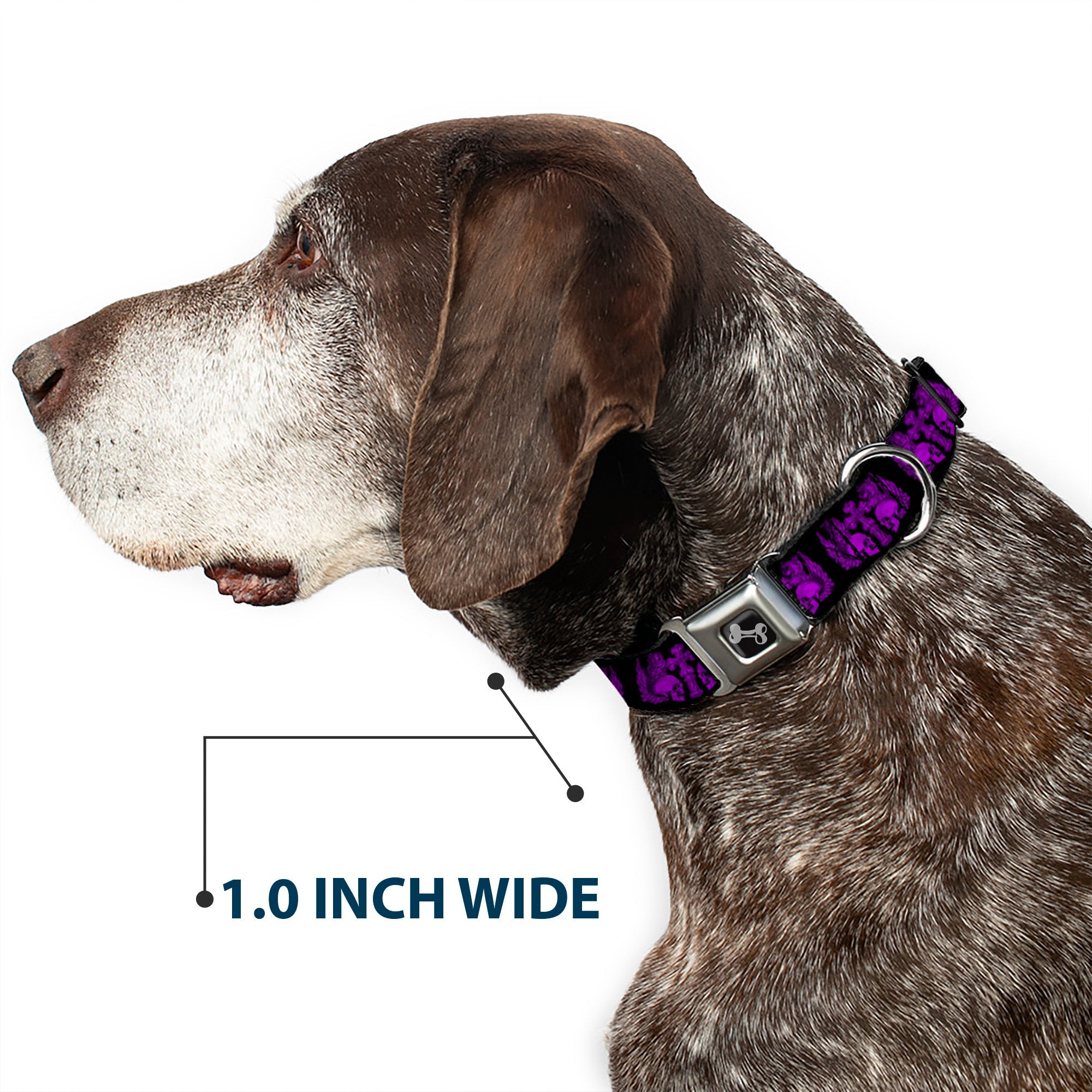Dog Bone Seatbelt Buckle Collar - BD Skulls w/Wings Black/Purple