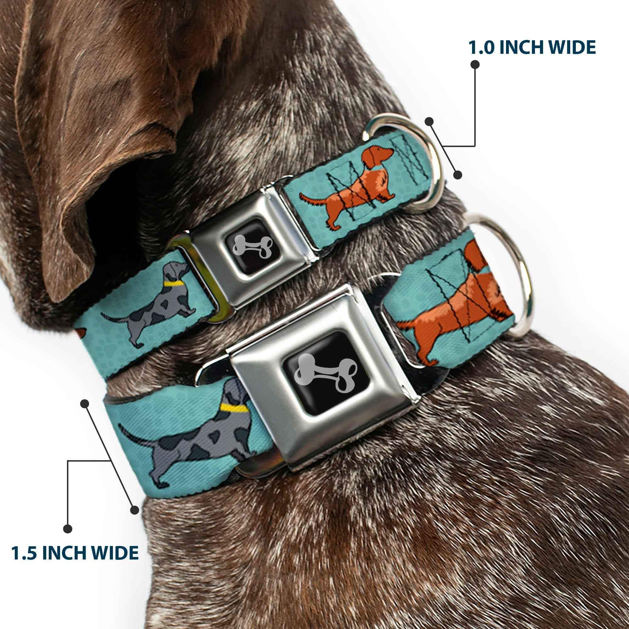Buckle-Down Dachshund 4-Dogs/Paws Aquas Seatbelt Buckle Dog Collar