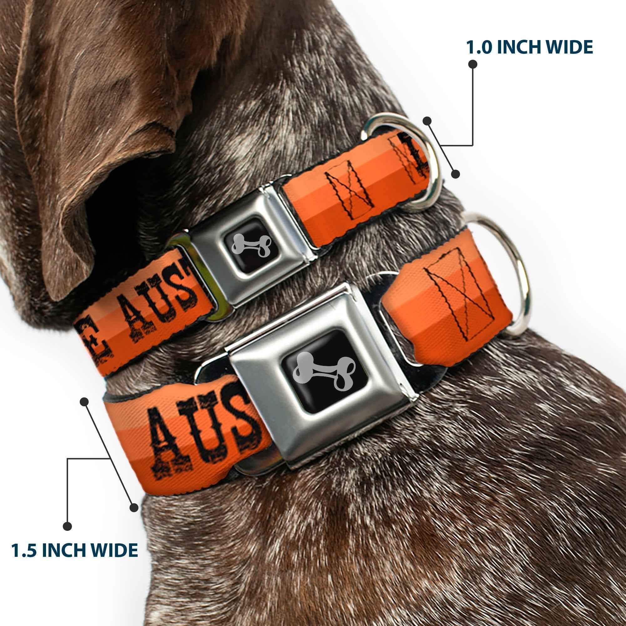 Buckle-Down Dog Bone Black/Silver Seatbelt Buckle Dog Collar - Dallas-Raleigh-Tennessee-Austin-Boston Stripes Browns/Black