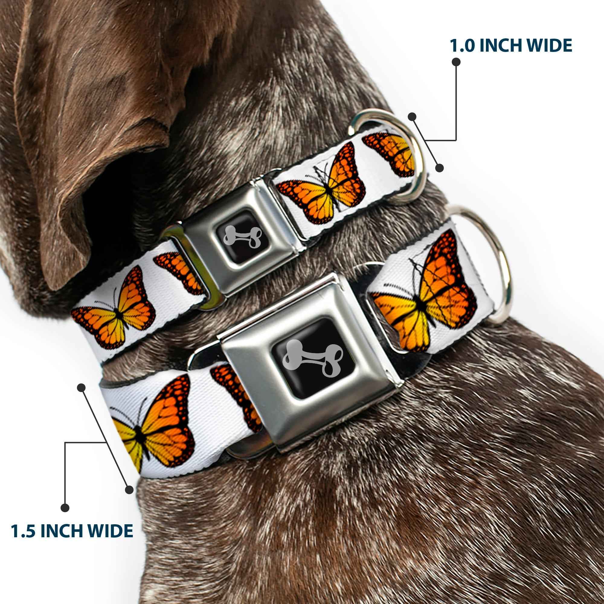 Buckle-Down Dog Bone Black/Silver Seatbelt Buckle Dog Collar - Monarch Butterfly Repeat White