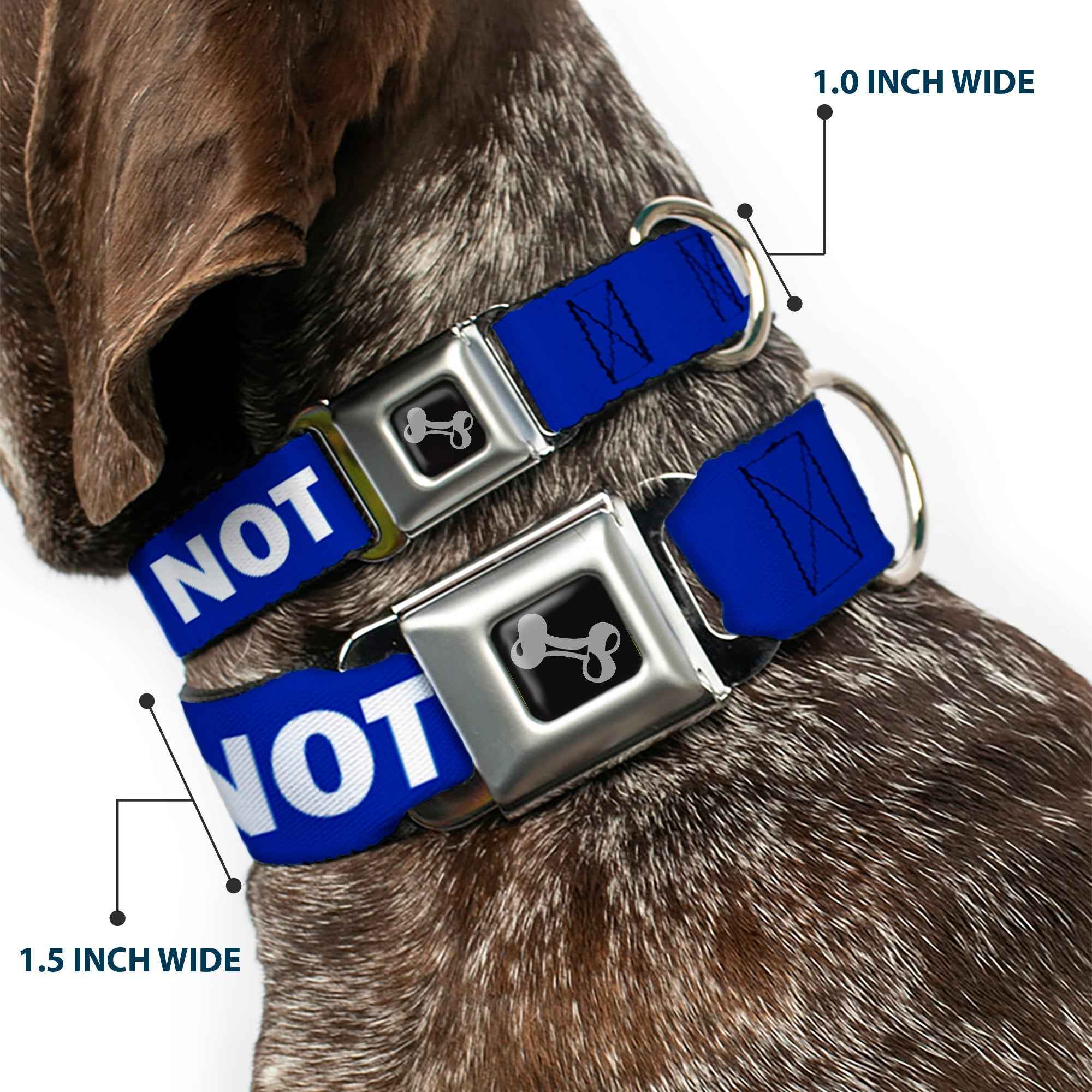 Buckle-Down Dog Bone Black/Silver Seatbelt Buckle Dog Collar - Pet Quote Do Not Feed Navy/White