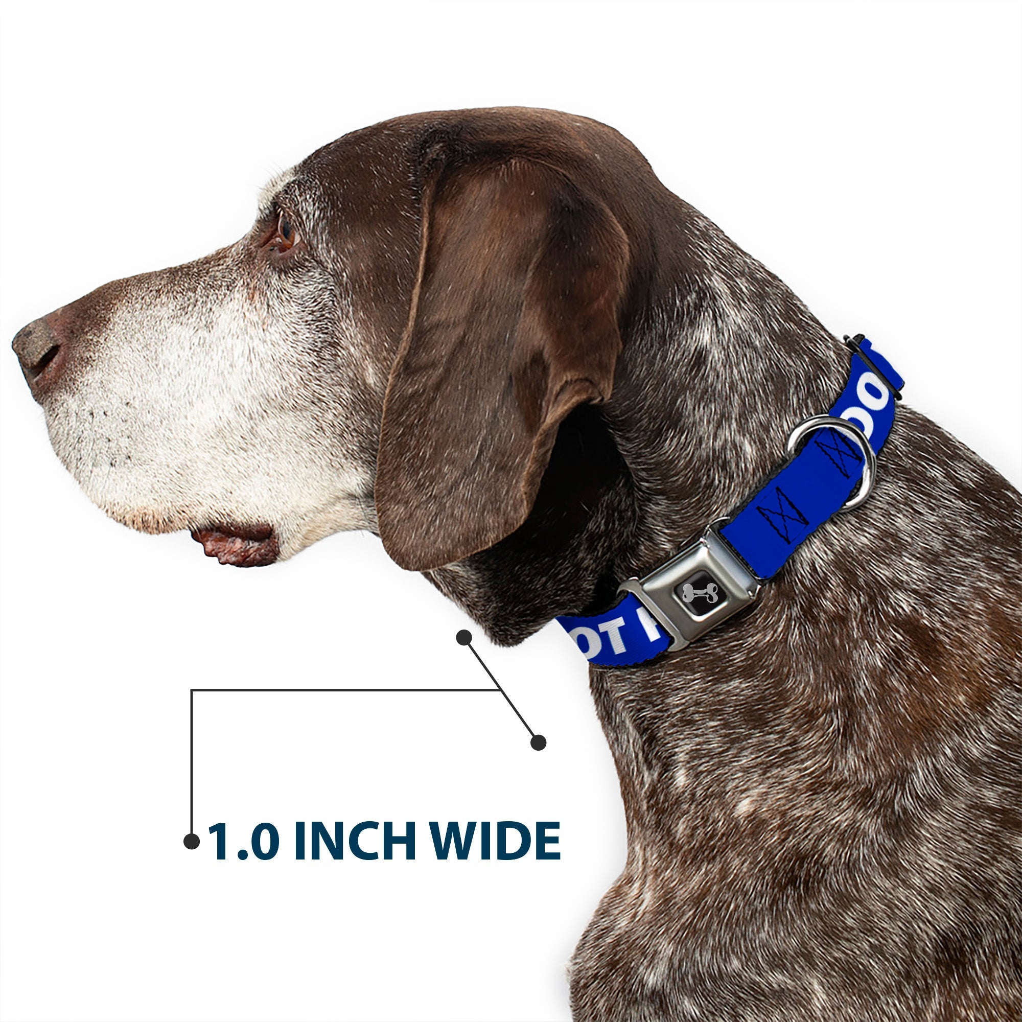 Buckle-Down Dog Bone Black/Silver Seatbelt Buckle Dog Collar - Pet Quote Do Not Feed Navy/White