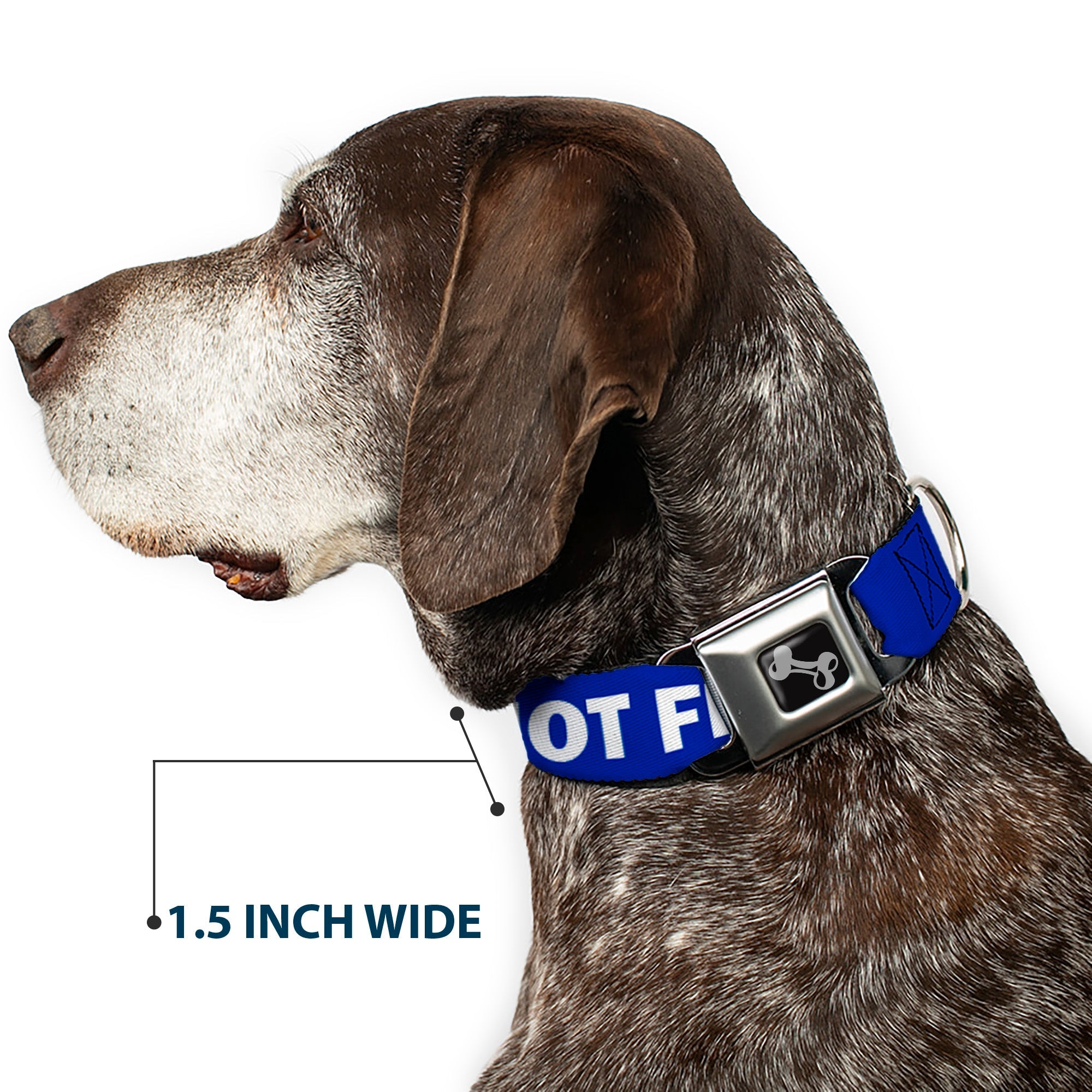 Buckle-Down Dog Bone Black/Silver Seatbelt Buckle Dog Collar - Pet Quote Do Not Feed Navy/White